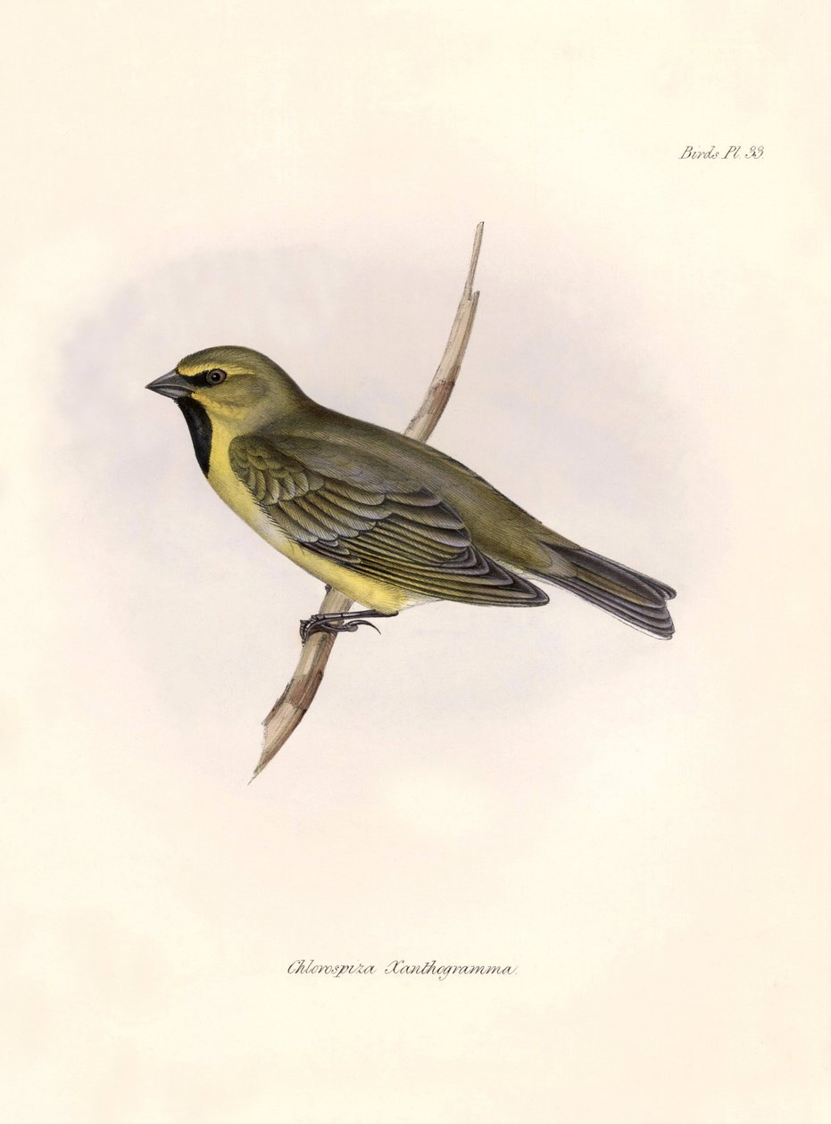 Ornitologia: "Charles Darwinin (1809-1882) Beagle-retkikuntansa aikana havaitseman lintulajin kuvaus. Kilpi teoksesta "The zoology of the voyage of H.M.S. Beagle. Lento. III, Birds described by John Gould, with n tekijältä Unbekannter Künstler
