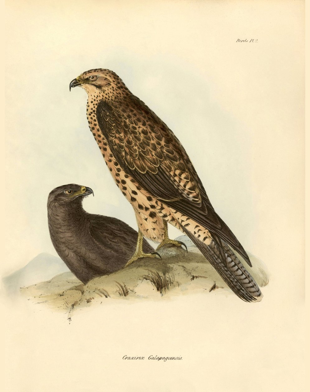 Ornitologia: Charles DarWin (1809-1882) kuvaili Beagle-retkikuntansa aikana kuvaamansa Galapagos-saarten "Craxirex Galapagoensis"-suutarin. Lautanen teoksesta "Birds described by John Gould, with notice of their habits by Charles Darwin". tekijältä Unbekannter Künstler