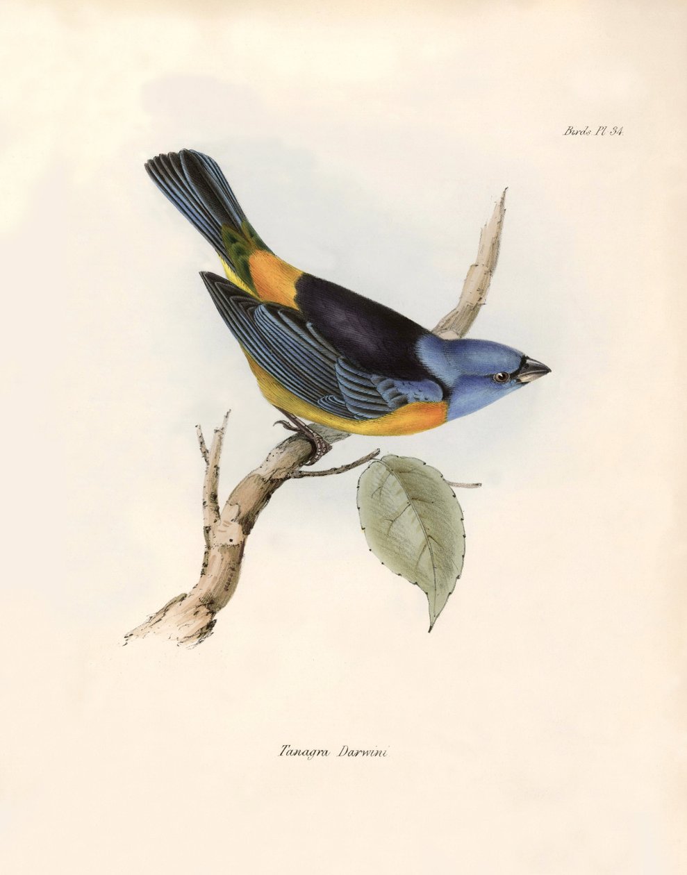 Ornitologia: "Thraupinae)". Charles Darwinin (1809-1882) Beagle-retkikuntansa aikana havaitseman passeriinin kuvaus. Kilpi teoksesta "The zoology of the voyage of H.M.S. Beagle. Lento. III, John Gouldin kuvaamat linnut tekijältä Unbekannter Künstler