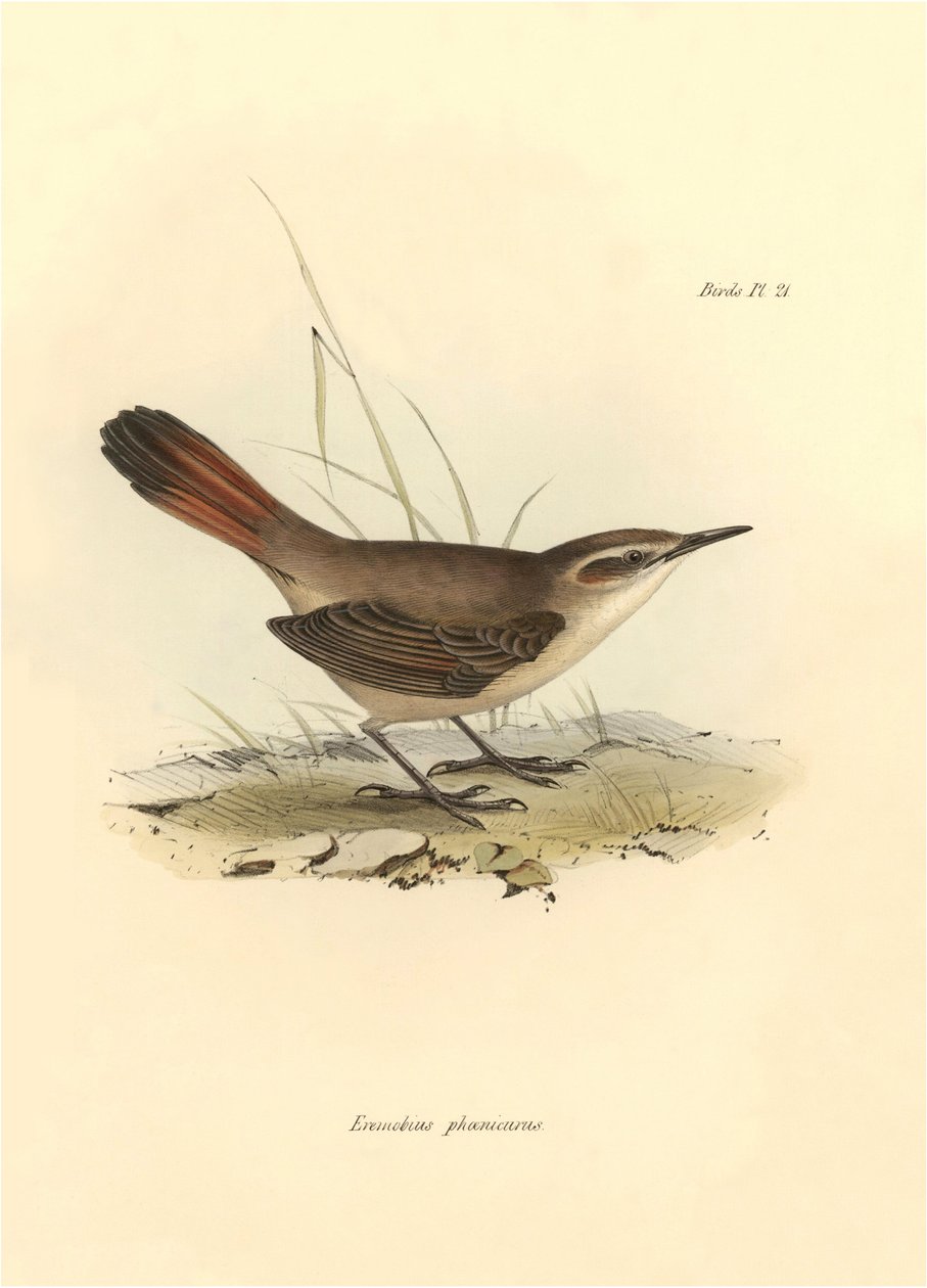 Ornitologia: "Eremobius phoenicurus, jonka Charles Darwin kuvasi Beagle-retkikuntansa aikana. Kilpi teoksesta "The zoology of the voyage of H.M.S. Beagle. Lentäminen. III, Birds described by John Gould, with notice of their habits by Charles Darwin". tekijältä Unbekannter Künstler