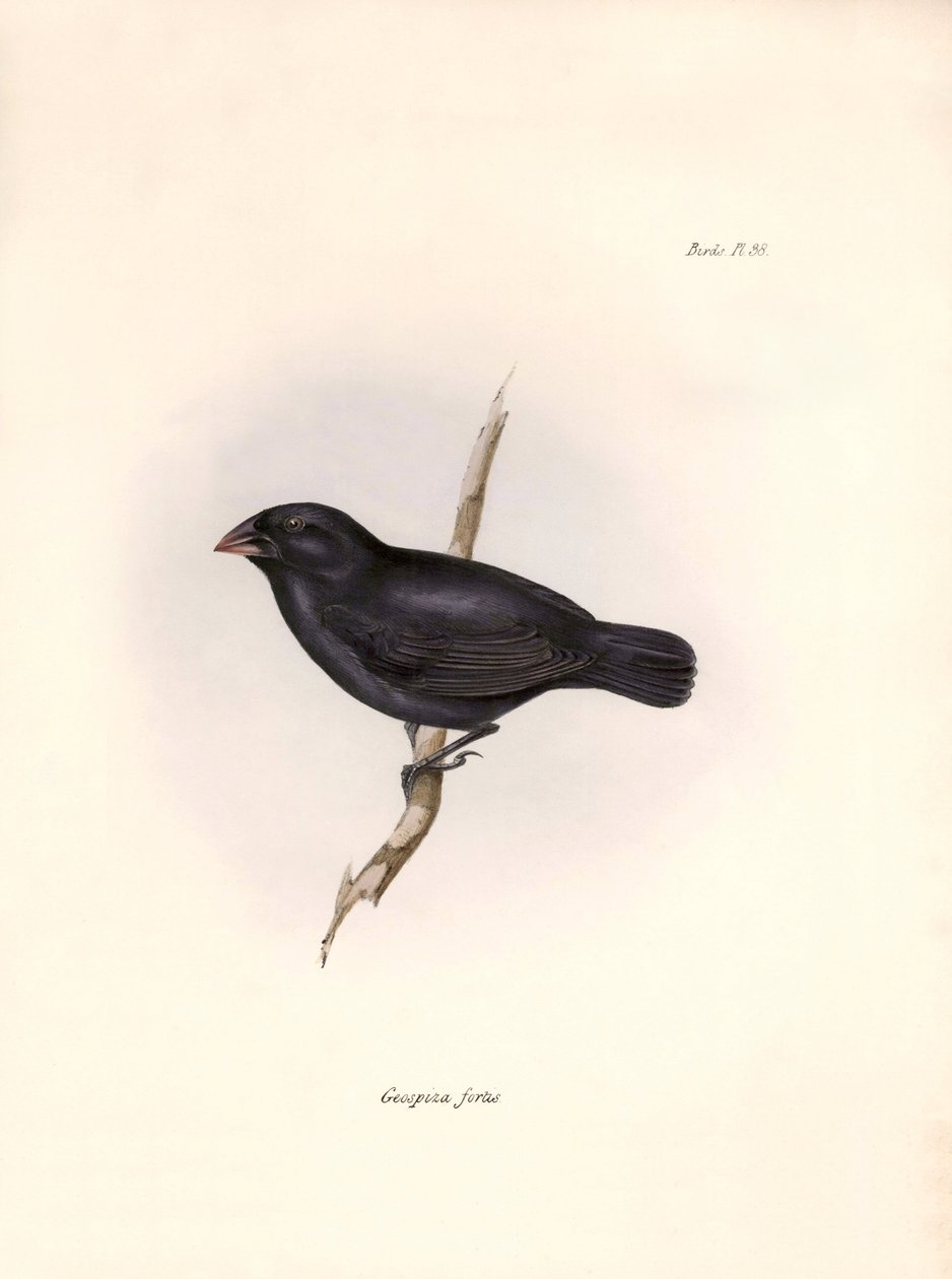 Ornitologia: "Charles Darwinin (1809-1882) Beagle-retkikuntansa aikana havaitseman lintulajin kuvaus. Kilpi teoksesta "The zoology of the voyage of H.M.S. Beagle. Lento. III, Birds described by Jo tekijältä Unbekannter Künstler
