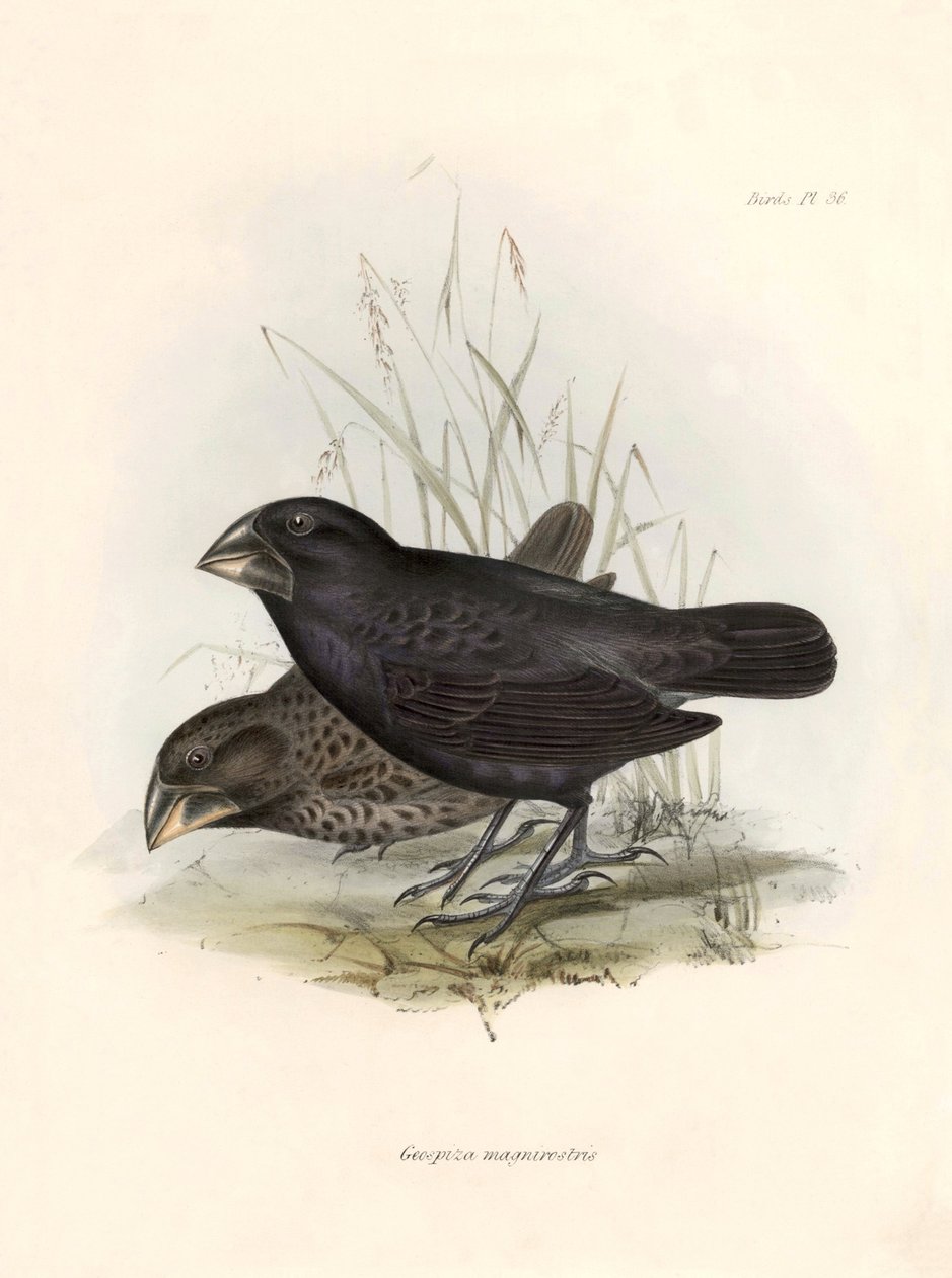 Ornitologia: Charles Darwinin (1809-1882) Beagle-retkikuntansa aikana havaitseman lintulajin kuvaus: "Geospiza magnirostris tai geospize a big beak". Kilpi teoksesta "The zoology of the voyage of H.M.S. Beagle. Lento. III, Birds described b tekijältä Unbekannter Künstler