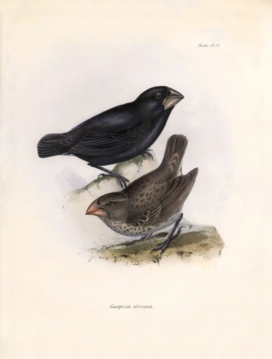 Ornitologia: "Charles Darwinin (1809-1882) Beagle-retkikuntansa aikana havaitseman lintulajin kuvaus. Taulu teoksesta "The zoology of the voyage of H.M.S. Beagle. Lento. III, John Gouldin kuvaamat linnut, wi tekijältä Unbekannter Künstler