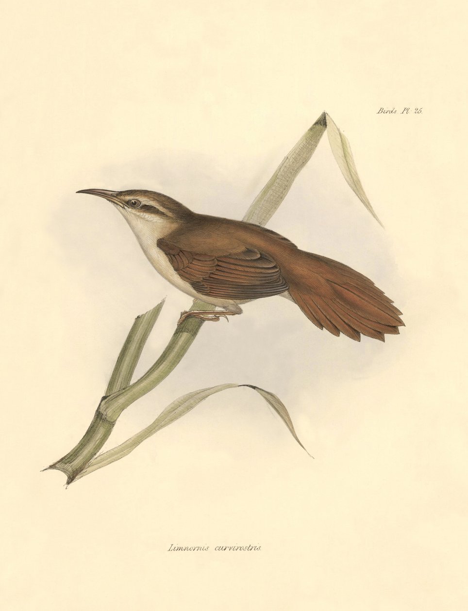 Ornitologia: "Limnornis curvirostris", joka kuuluu uunilintujen heimoon ja jonka Charles Darwin kuvasi Beaglen tutkimusmatkansa aikana. Kuvataulu kirjasta "The zoology of the voyage of H.M.S. Beagle. Lento. III, Birds described by John Gould, with notice o tekijältä Unbekannter Künstler