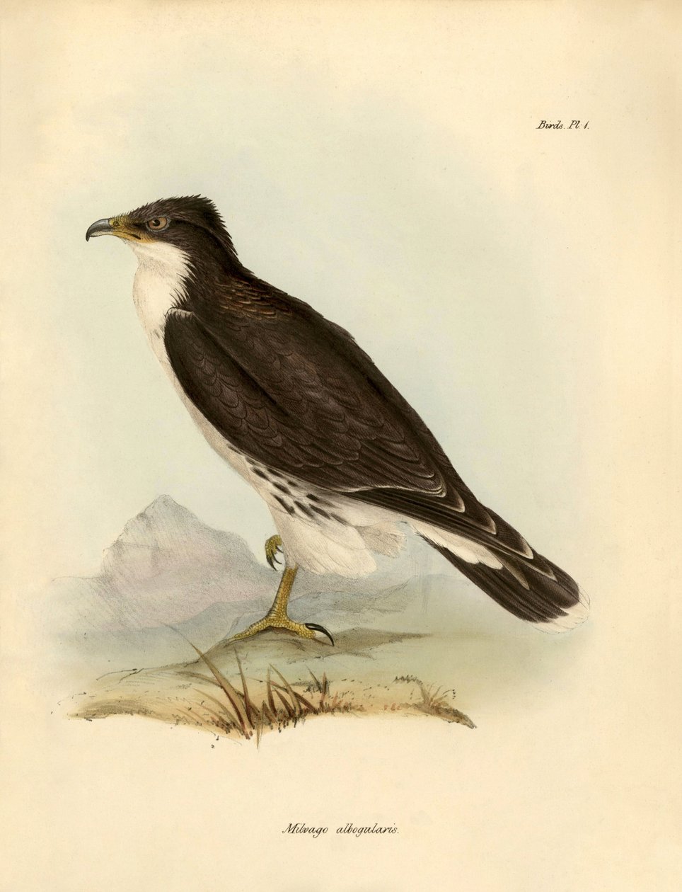 Ornitologia: "Milvago albogularis" eli karakara, jonka Charles DarWin (1809-1882) kuvasi Beagle-retkikuntansa aikana. Kilpi teoksesta "Birds described by John Gould, with notice of their habits by Charles Darwin". tekijältä Unbekannter Künstler