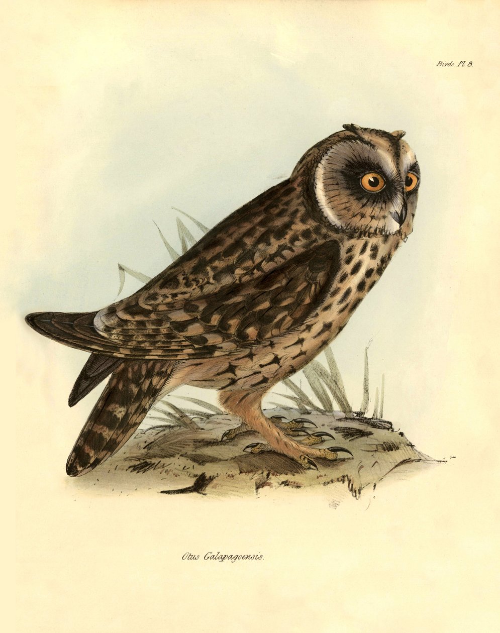 Ornitologia: Charles DarWin (1809-1882) kuvaili Galapagossaarten pöllön "Otus Galapagoensis" Beagle-retkikuntansa aikana. Lautanen teoksesta "Birds described by John Gould, with notice of their habits by Charles Darwin". tekijältä Unbekannter Künstler