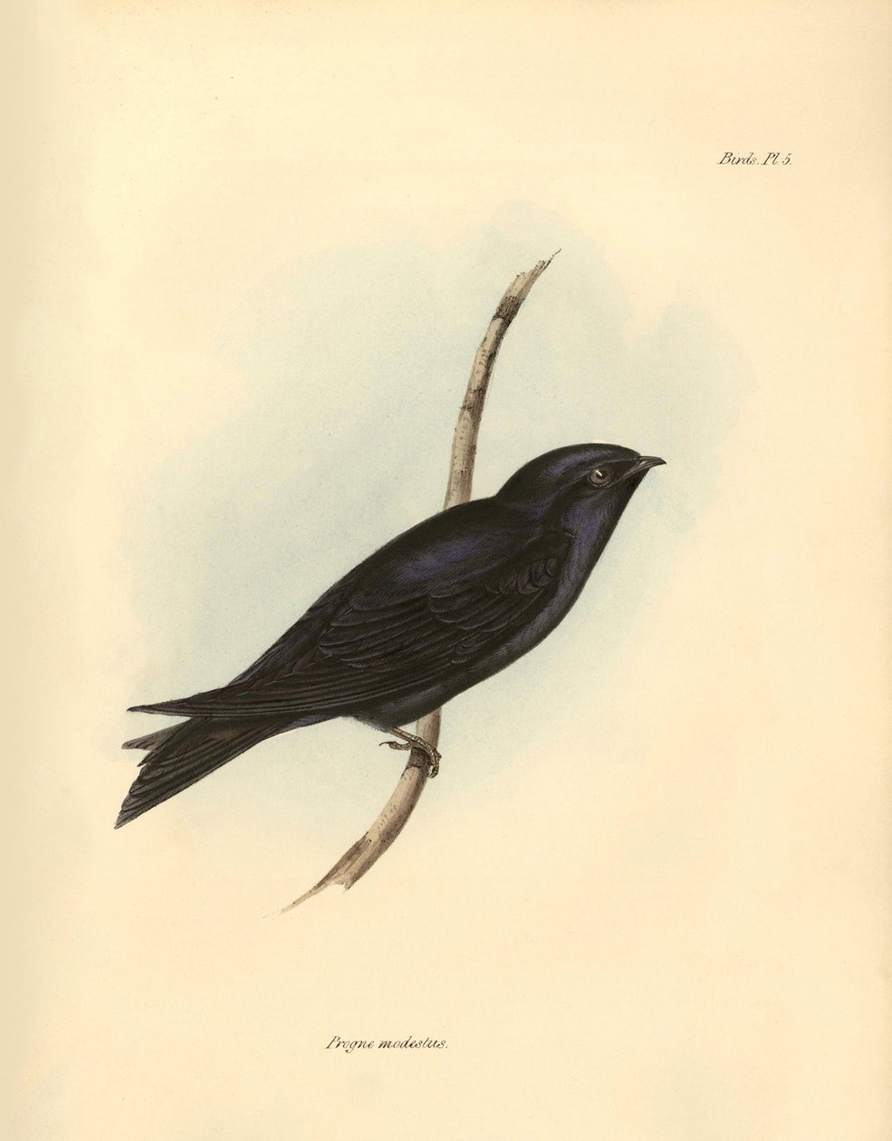 Ornitologia: "Progne modestus": Charles Darwinin Beagle-retkikuntansa aikana kuvaama pääskyjen heimoon kuuluva "Progne modestus". Kuvataulu kirjasta "The zoology of the voyage of H.M.S. Beagle" (H.M.S. Beaglen matkan eläintiede). Lentäminen. III, Birds des tekijältä Unbekannter Künstler