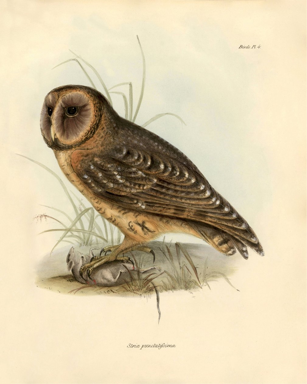 Ornitologia: Charles Darwin (1809-1882) kuvasi "Strix punctatissima" pöllön Beagle-retkikuntansa aikana. Kuvataulu kirjasta "Birds described by John Gould, with notice of their habits by Charles Darwin". tekijältä Unbekannter Künstler