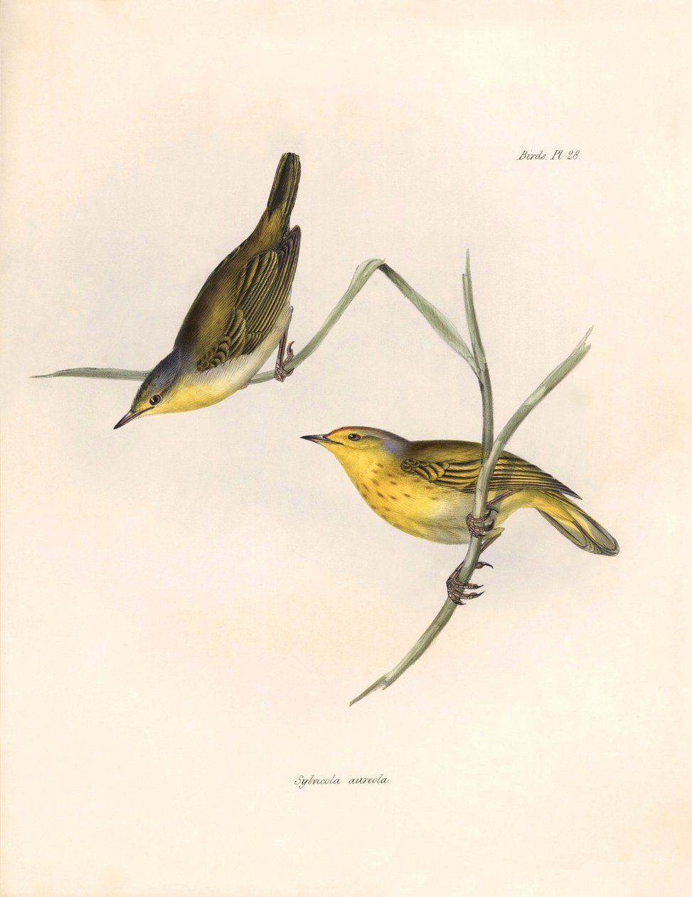 Ornitologia: Charles Darwin (1809-1882) havaitsi ja kuvasi "Sylvicola aureola" -suomalaiset. Kuvassa "The zoology of the voyage of H.M.S. Beagle. Lentäminen. III, Birds described by John Gould, with notice of their habits by Charles Darwin". tekijältä Unbekannter Künstler
