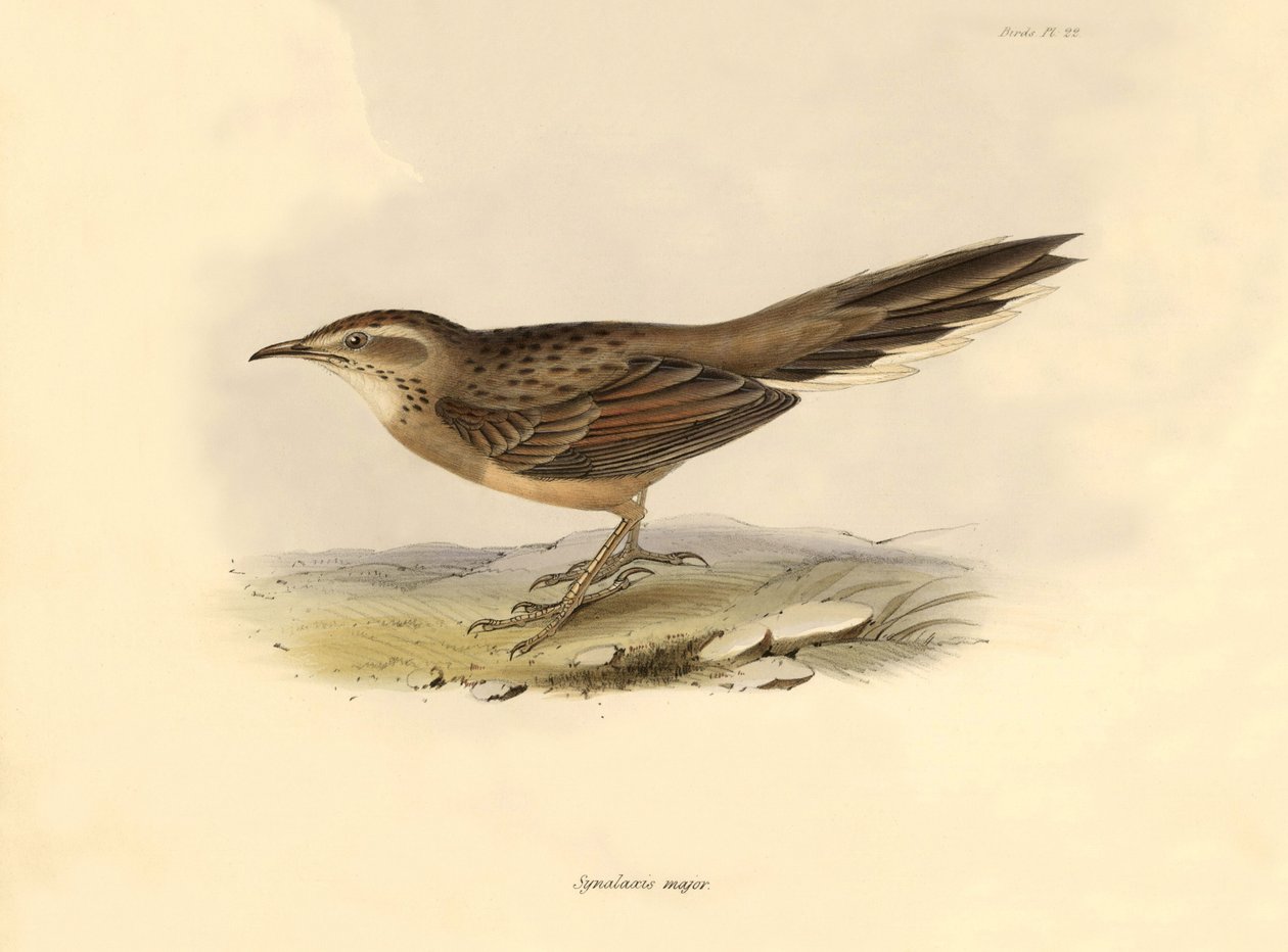 Ornitologia: "Synallaxis major", jonka Charles Darwin kuvasi Beaglen tutkimusmatkansa aikana. Kilpi teoksesta "The zoology of the voyage of H.M.S. Beagle. Lentäminen. III, Birds described by John Gould, with notice of their habits by Charles Darwin". tekijältä Unbekannter Künstler