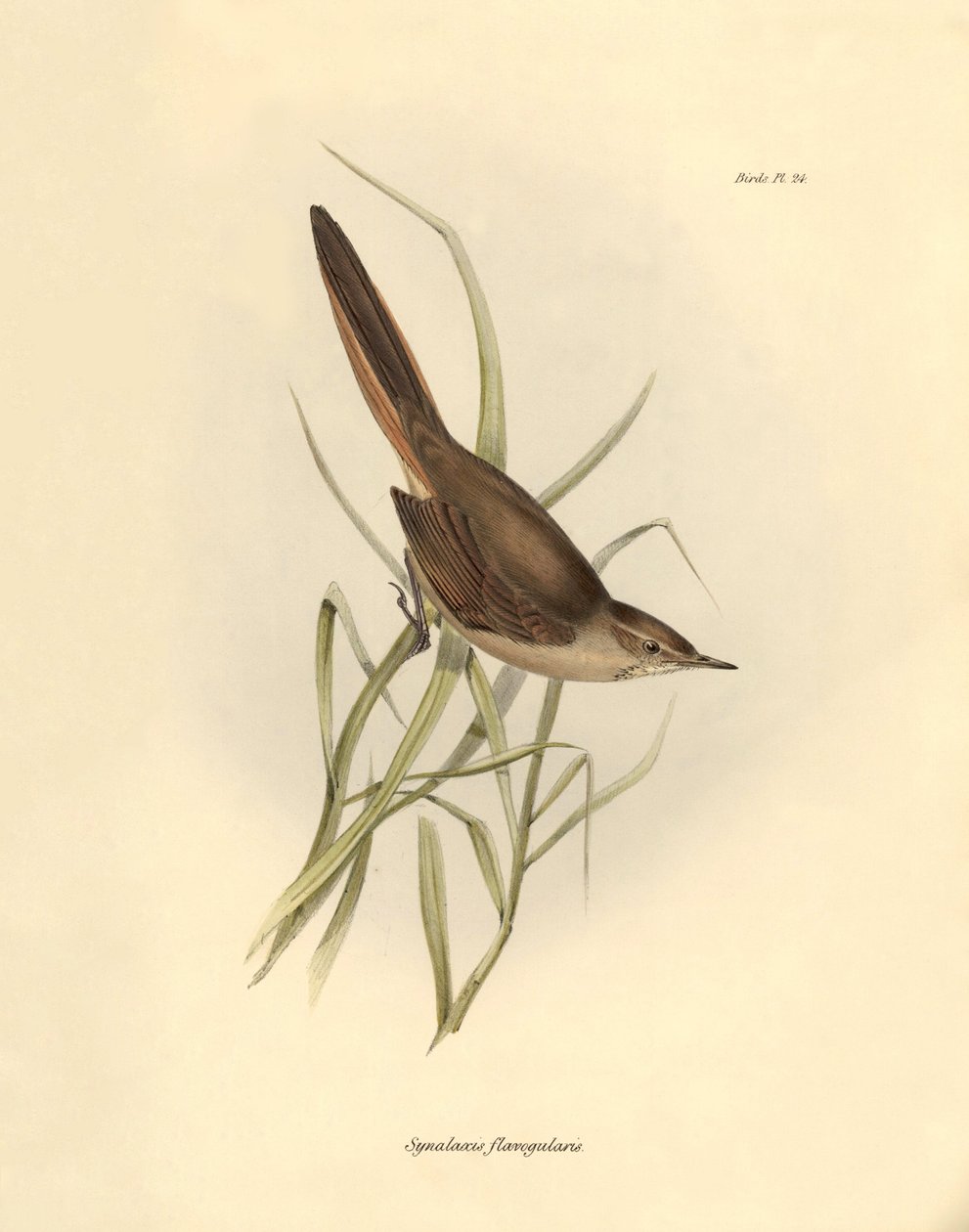 Ornitologia: "Synallaxis rufogularis", jonka Charles Darwin kuvasi Beaglen tutkimusmatkansa aikana. Kilpi teoksesta "The zoology of the voyage of H.M.S. Beagle. Lentäminen. III, Birds described by John Gould, with notice of their habits by Charles Darwin". tekijältä Unbekannter Künstler