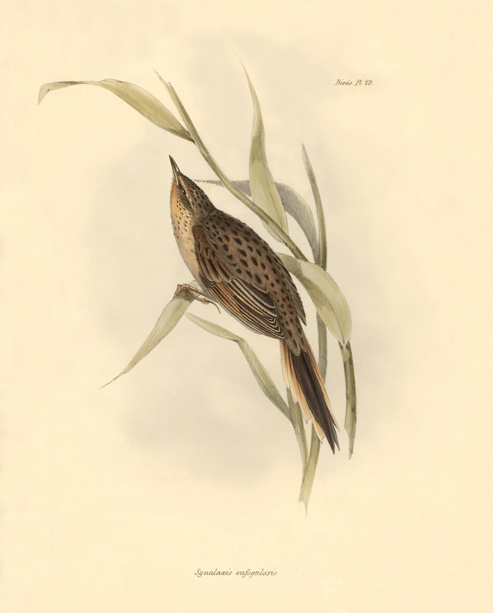 Ornitologia: "Synallaxis rufogularis", jonka Charles Darwin kuvasi Beaglen tutkimusmatkansa aikana. Kilpi teoksesta "The zoology of the voyage of H.M.S. Beagle. Lentäminen. III, Birds described by John Gould, with notice of their habits by Charles Darwin". tekijältä Unbekannter Künstler