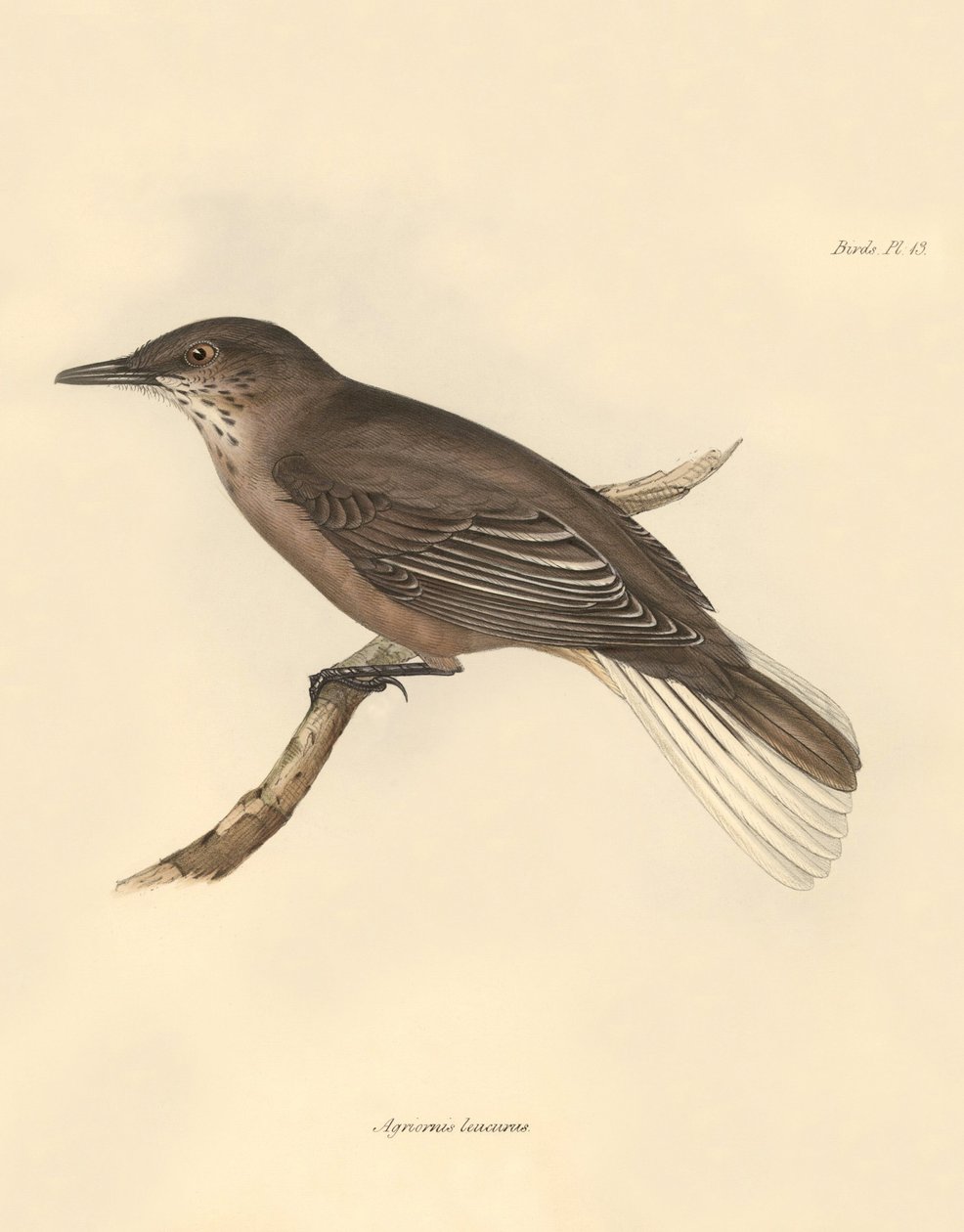 Ornitologia: Agriornis leucurus, jonka Charles Darwin kuvasi tutkimusmatkallaan Beaglella. Kilpi teoksesta "The Zoology of the voyage of the H.M.S. Beagle under the command of Captain Fitzroy during the years 1832 to 1836 edited and supervi tekijältä Unbekannter Künstler