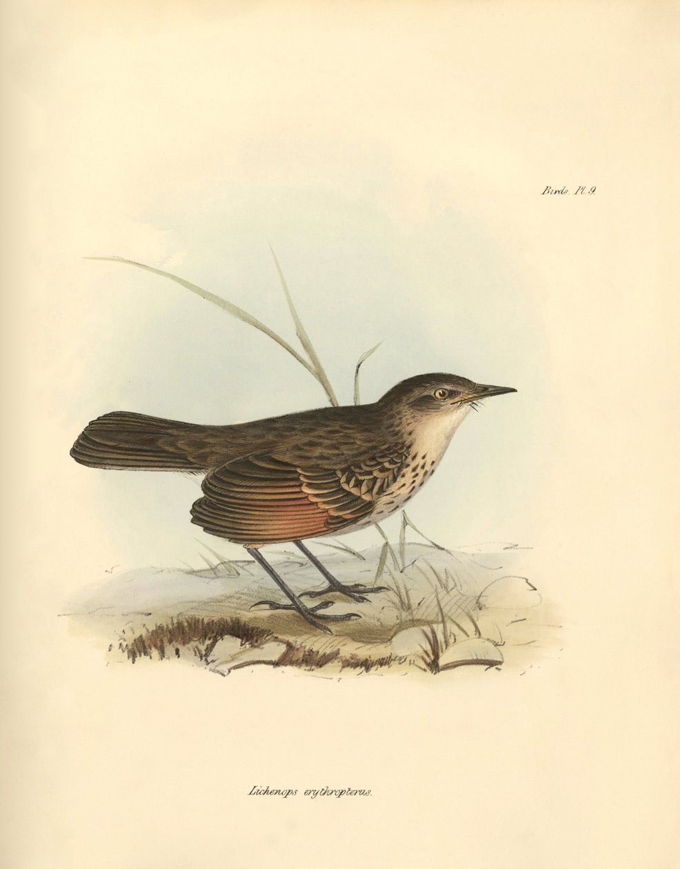 Ornitologia: "Hymenops perspicillata", joka kuuluu lintuperheeseen, jonka Charles Darwin kuvasi tutkimusmatkallaan Beaglella. Kilpi teoksesta "The Zoology of the voyage of the H.M.S. Beagle under the command of Captain Fitzroy during the years 1832 to tekijältä Unbekannter Künstler