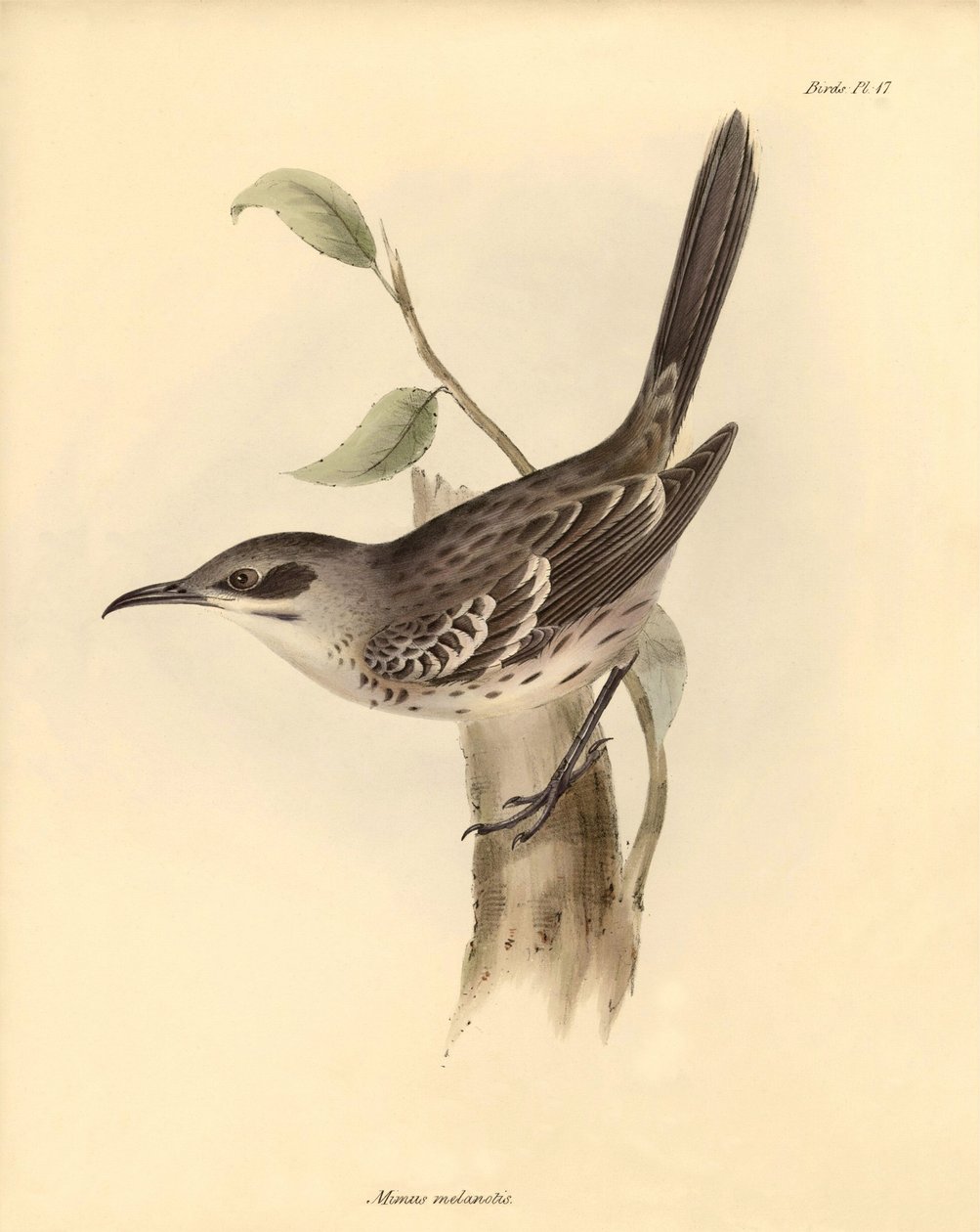 Ornitologia: Mimus melanotis, jonka Charles Darwin kuvasi Beaglen tutkimusmatkallaan. Kilpi teoksesta "The Zoology of the voyage of H.M.S. Beagle under the command of Captain Fitzroy during the years 1832 to 1836". tekijältä Unbekannter Künstler