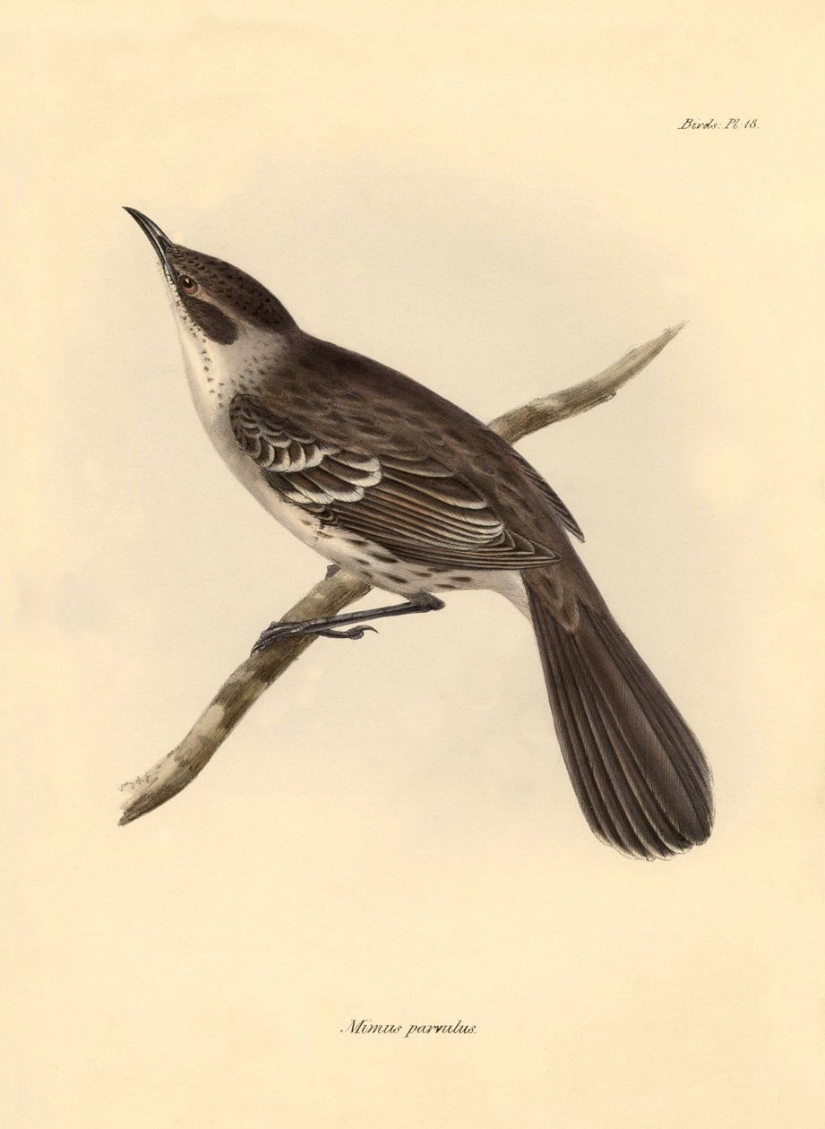 Ornitologia: Mimus parnilus, jonka Charles Darwin kuvasi Beaglen tutkimusmatkallaan. Kilpi teoksesta "The Zoology of the voyage of the H.M.S. Beagle under the command of Captain Fitzroy during the years 1832 to 1836". tekijältä Unbekannter Künstler