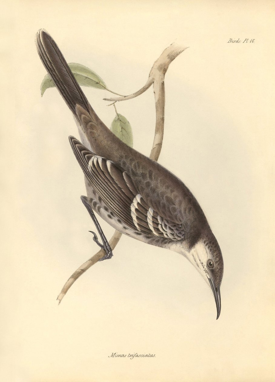 Ornitologia: Mimus trifasciatus, jonka Charles Darwin kuvasi Beaglen tutkimusmatkallaan. Kilpi teoksesta "The Zoology of the voyage of the H.M.S. Beagle under the command of Captain Fitzroy during the years 1832 to 1". tekijältä Unbekannter Künstler