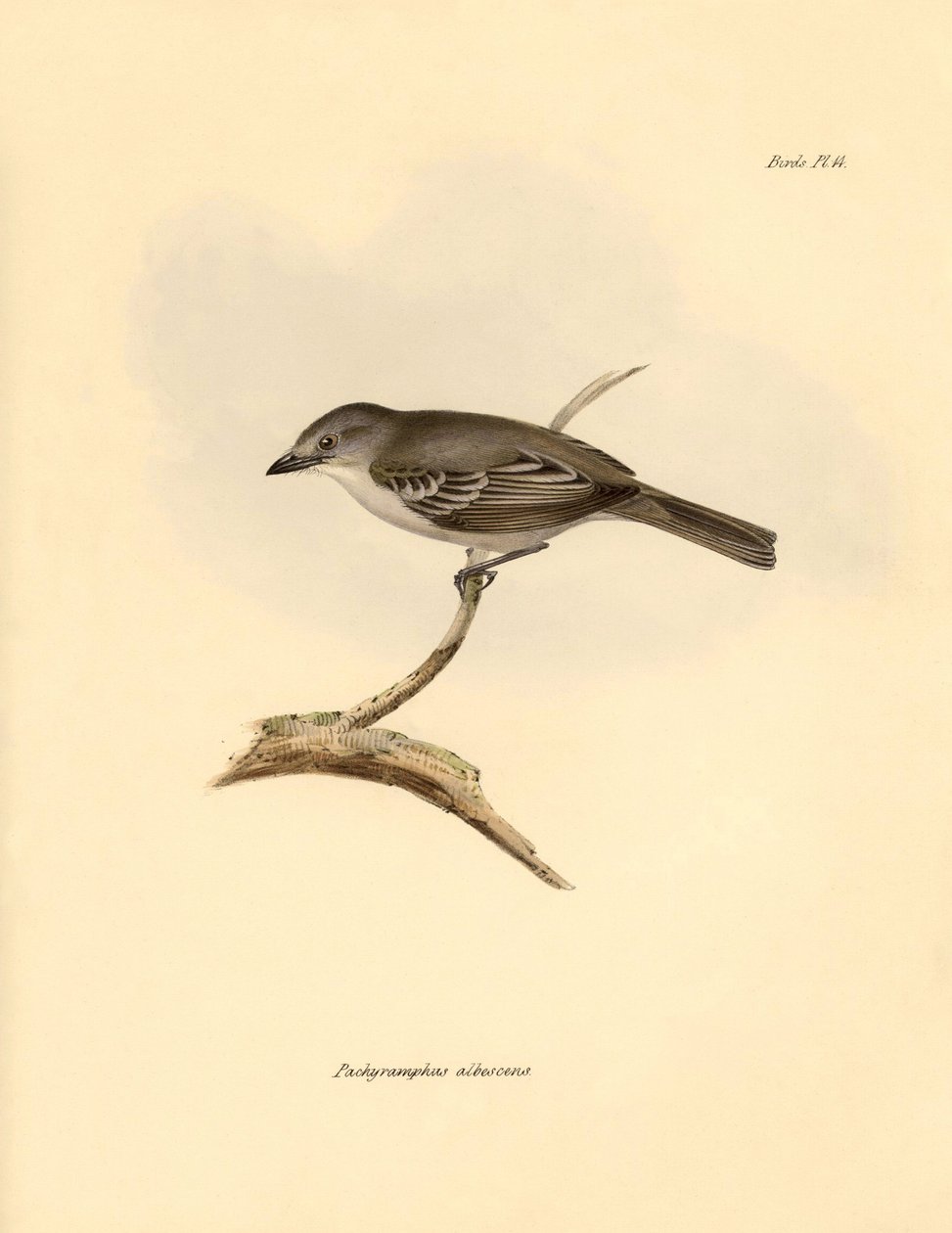 Ornitologia: Pachyramphus albescens, jonka Charles Darwin kuvasi Beagle-aluksella tekemänsä tutkimusmatkan aikana. Kilpi teoksesta "The Zoology of the voyage of the H.M.S. Beagle under the command of Captain Fitzroy during the years 1832 to tekijältä Unbekannter Künstler