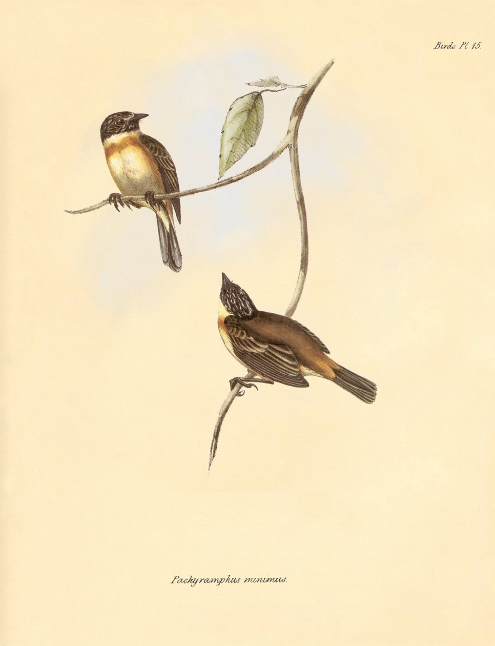 Ornitologia: Pachyramphus minimus, jonka Charles Darwin kuvasi Beaglen tutkimusmatkallaan. Kilpi teoksesta "The Zoology of the voyage of the H.M.S. Beagle under the command of Captain Fitzroy during the years 1832 to 1". tekijältä Unbekannter Künstler