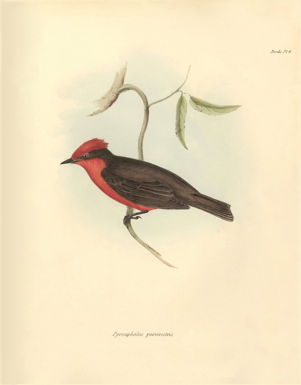 Ornitologia: Pyrocephalus parvirostris, jonka Charles Darwin kuvasi tutkimusmatkallaan Beaglella. Kilpi teoksesta "The Zoology of the voyage of the H.M.S. Beagle under the command of Captain Fitzroy during the years 1832 t - The Zoology of the voyage of th tekijältä Unbekannter Künstler