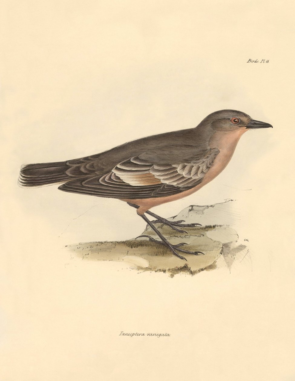 Ornitologia: Taenioptera variegata, jonka Charles Darwin kuvasi tutkimusmatkallaan Beaglella. Kilpi teoksesta "The Zoology of the voyage of H.M.S. Beagle under the command of Captain Fitzroy during the years 1832 to 1836 edited and supe tekijältä Unbekannter Künstler