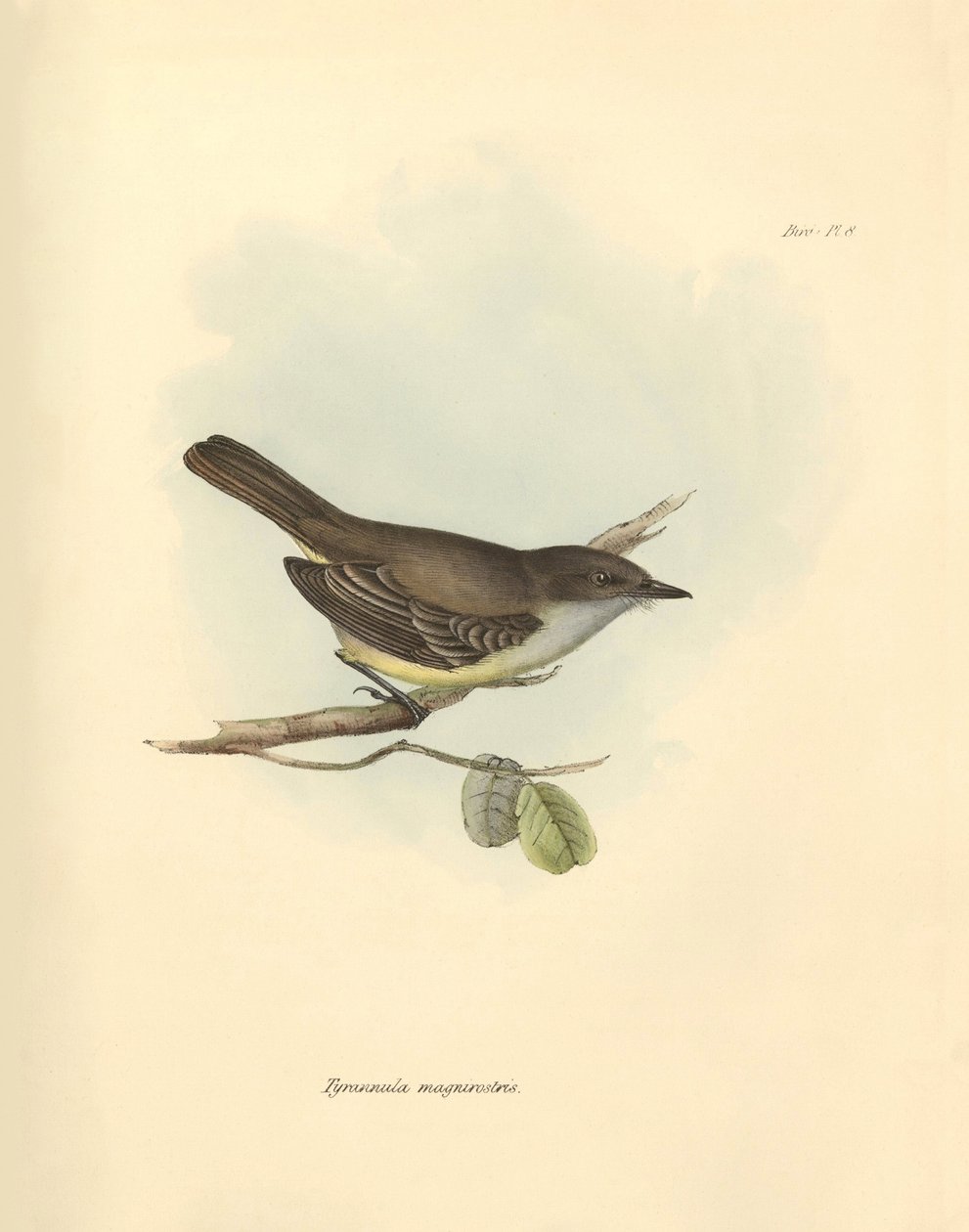 Ornitologia: Tyrannula magnirostris -niminen lintu, jonka Charles Darwin kuvasi tutkimusmatkallaan Beaglella. Kilpi teoksesta "The Zoology of the voyage of the H.M.S. Beagle under the command of Captain Fitzroy during the years 1832 to tekijältä Unbekannter Künstler