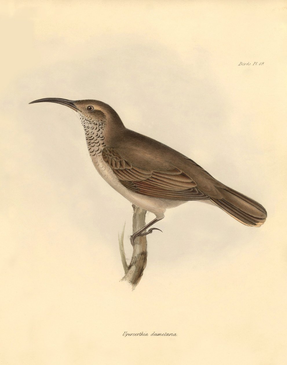 Ornitologia: Upercerthia dumetaria, jonka Charles Darwin kuvasi tutkimusmatkallaan Beaglella. Kilpi teoksesta "The Zoology of the voyage of H.M.S. Beagle under the command of Captain Fitzroy during the years 1832 to 1836 edited and supe tekijältä Unbekannter Künstler