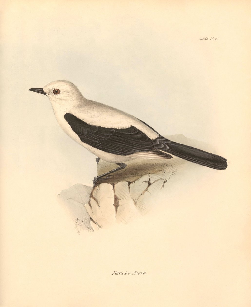 Ornitologia: fluvicola azarea" eli kärpässiipi, jonka Charles Darwin kuvasi tutkimusmatkallaan Beaglella. Kilpi teoksesta "The Zoology of the voyage of H.M.S. Beagle under the command of Captain Fitzroy during the years 1832 to 1836 edited". tekijältä Unbekannter Künstler