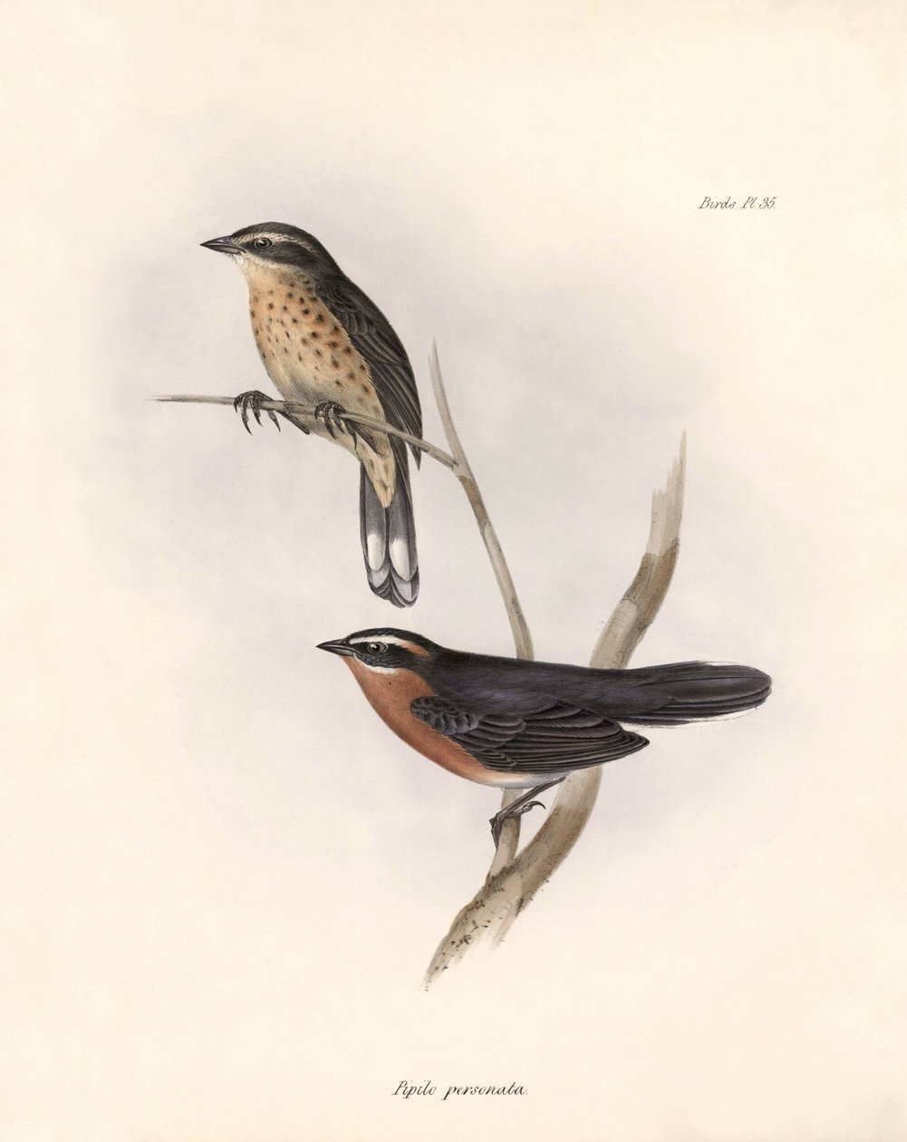 Ornitologia: "Tohi (tai pipilo)" Charles Darwinin (1809-1882) Beagle-retkikuntansa aikana havainnoiman vesilintulajin kuvaus. Kilpi teoksesta "The zoology of the voyage of H.M.S. Beagle. Lento. III, Birds described by John Gould, with notice of tekijältä Unbekannter Künstler