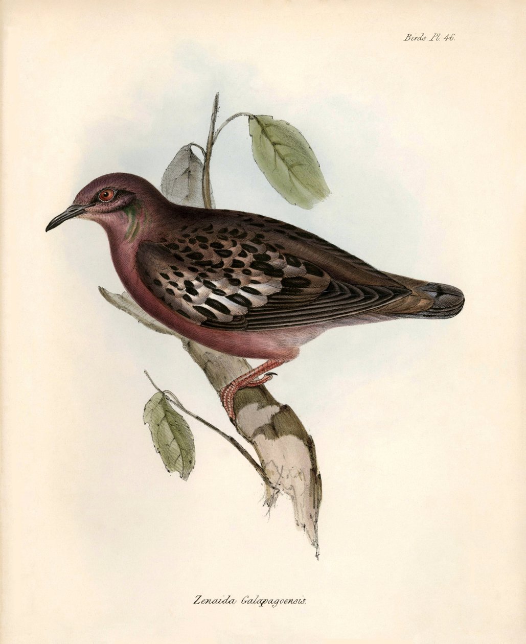 Ornitologia: "Zenaida Galapagoensis Galapagos-kyyhkynen, jonka Charles Darwin havaitsi ja kuvasi Beaglen tutkimusmatkansa aikana. Kuvataulu kirjasta "The zoology of the voyage of H.M.S. Beagle. Lento. III, Birds described by John Gould, with notice of thei tekijältä Unbekannter Künstler