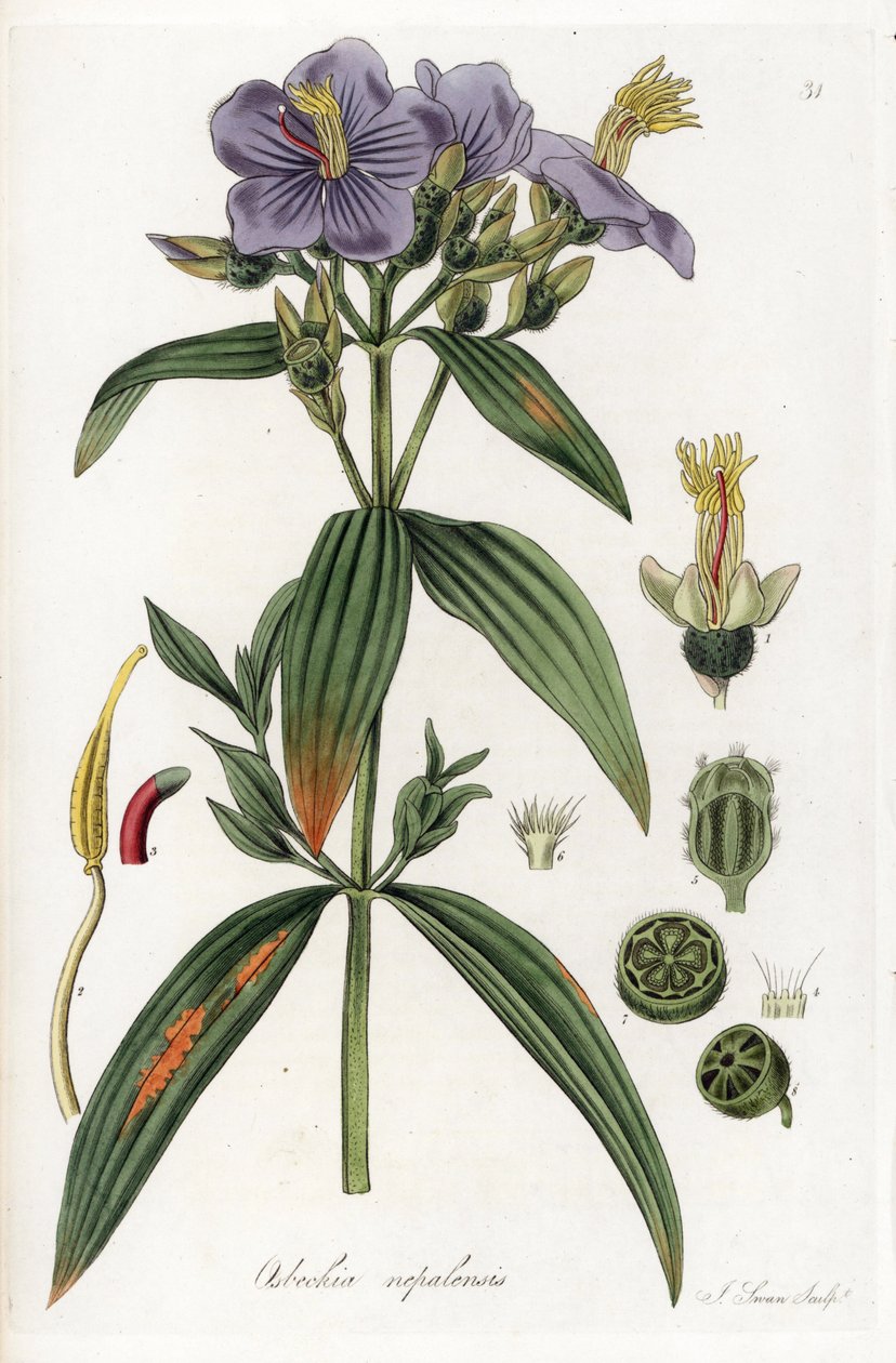Osbeckia Nepalista - J. Swanin litografia William Jackson Hookerin (1785-1865) kuvituksesta, ote Flora Exotic, Scotland -lehdestä. tekijältä Unbekannter Künstler