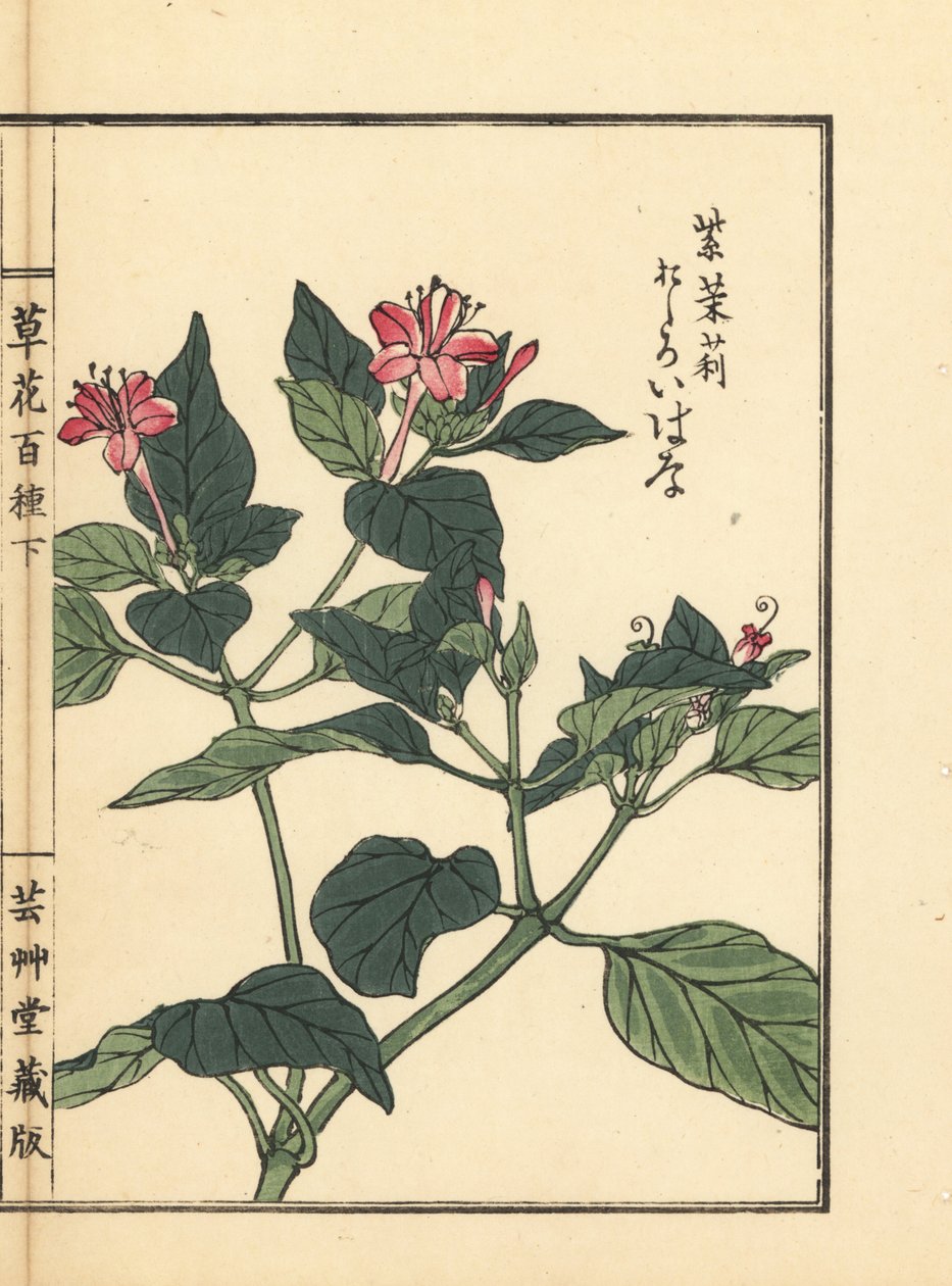 Oshiroibana eli Perun ihme, Mirabilis jalapa. Kono Bairein käsin värjätty puupiirros teoksesta Kusa Bana Hyakushu (Sata kukkalajiketta), Tokio, Yamada. tekijältä Unbekannter Künstler