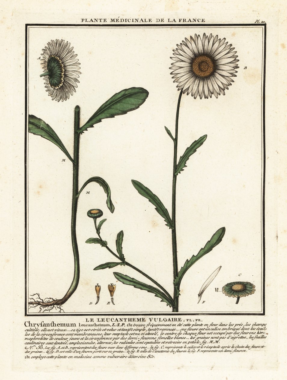 Häränsilmäpäiväkakkara, Leucanthemum vulgare. tekijältä Unbekannter Künstler