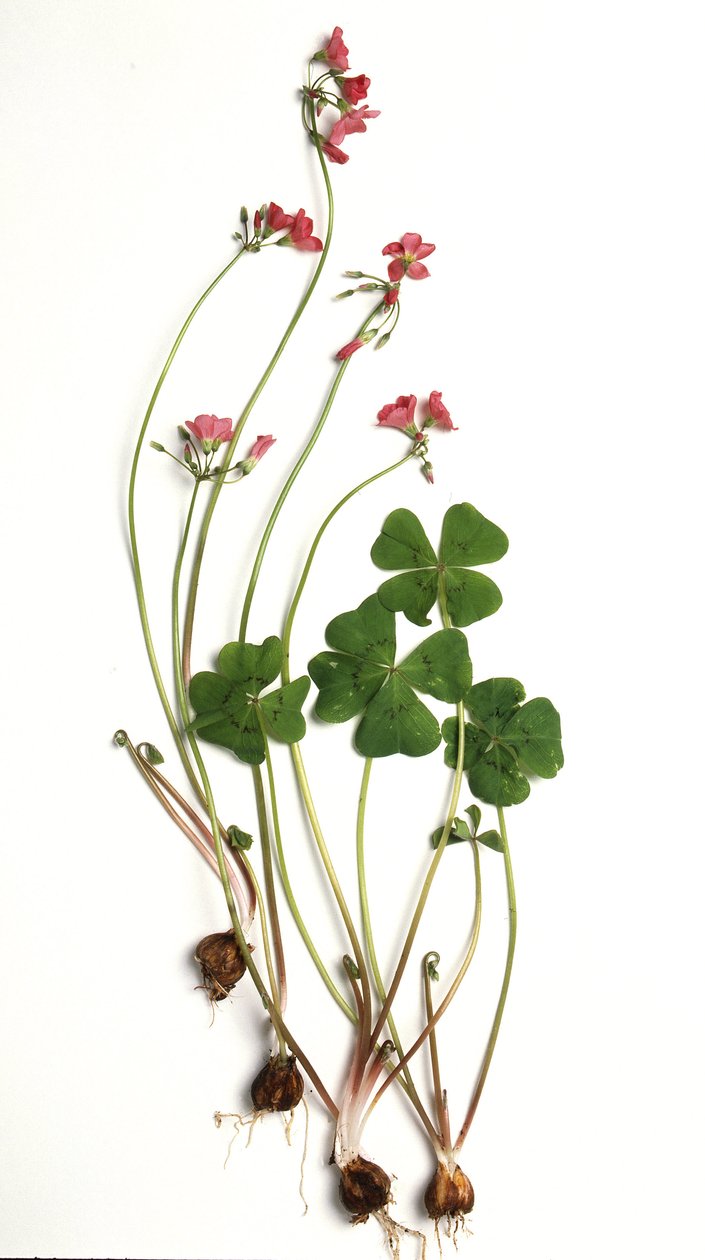 Oxalis tetraphylla / Oxalis deppei / Deppen oksalidi tekijältä Unbekannt