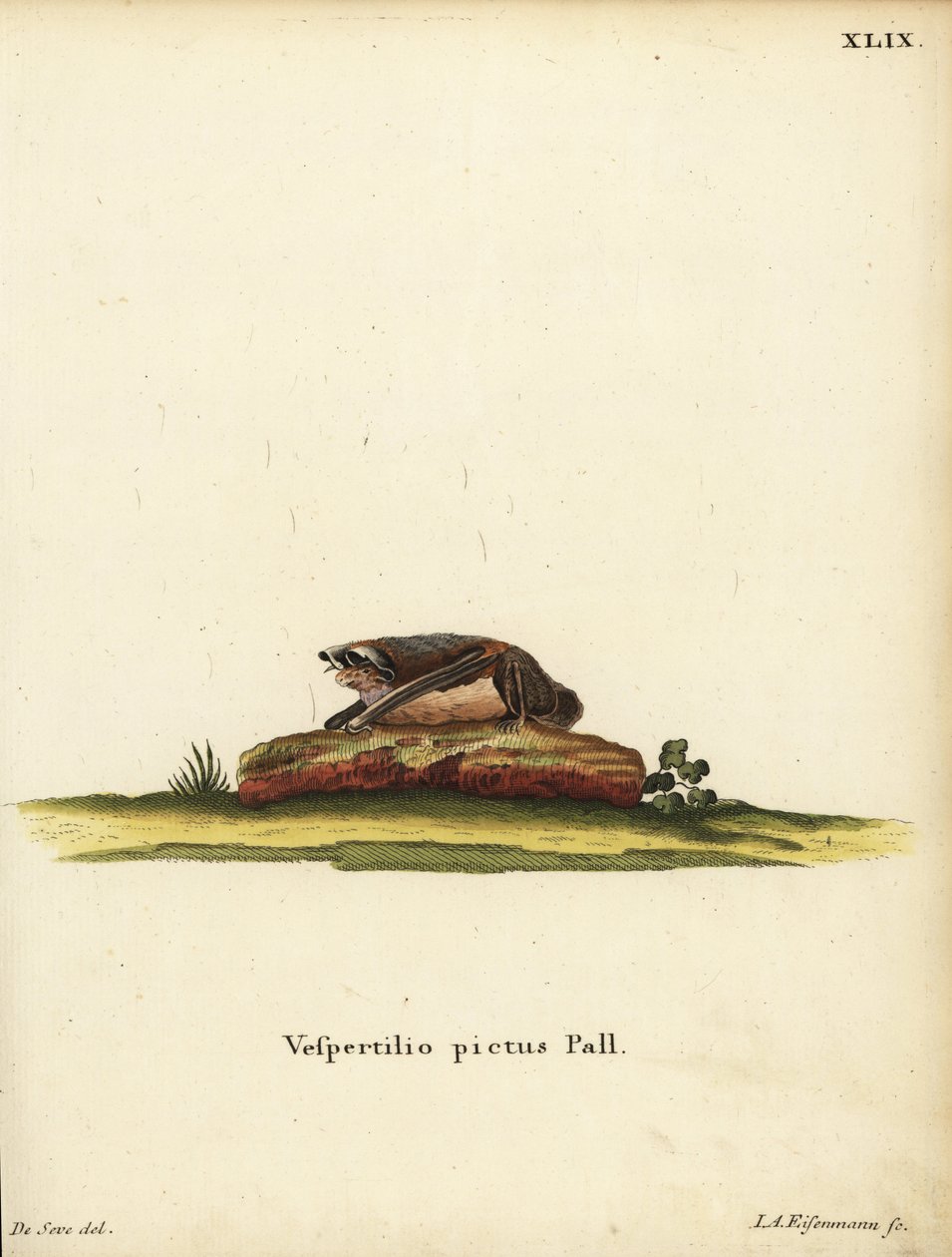 Maalattu villalepakko, Kerivoula picta. Vespertilio pictus Linn. Jakob Andreas Eisenmannin käsin värjätty kuparipiirros Jacques de Seven kuvituksen mukaan Johann Christian Daniel Schreberin teoksesta Animal Illustrations after Nature eli Schreberin F tekijältä Unbekannter Künstler