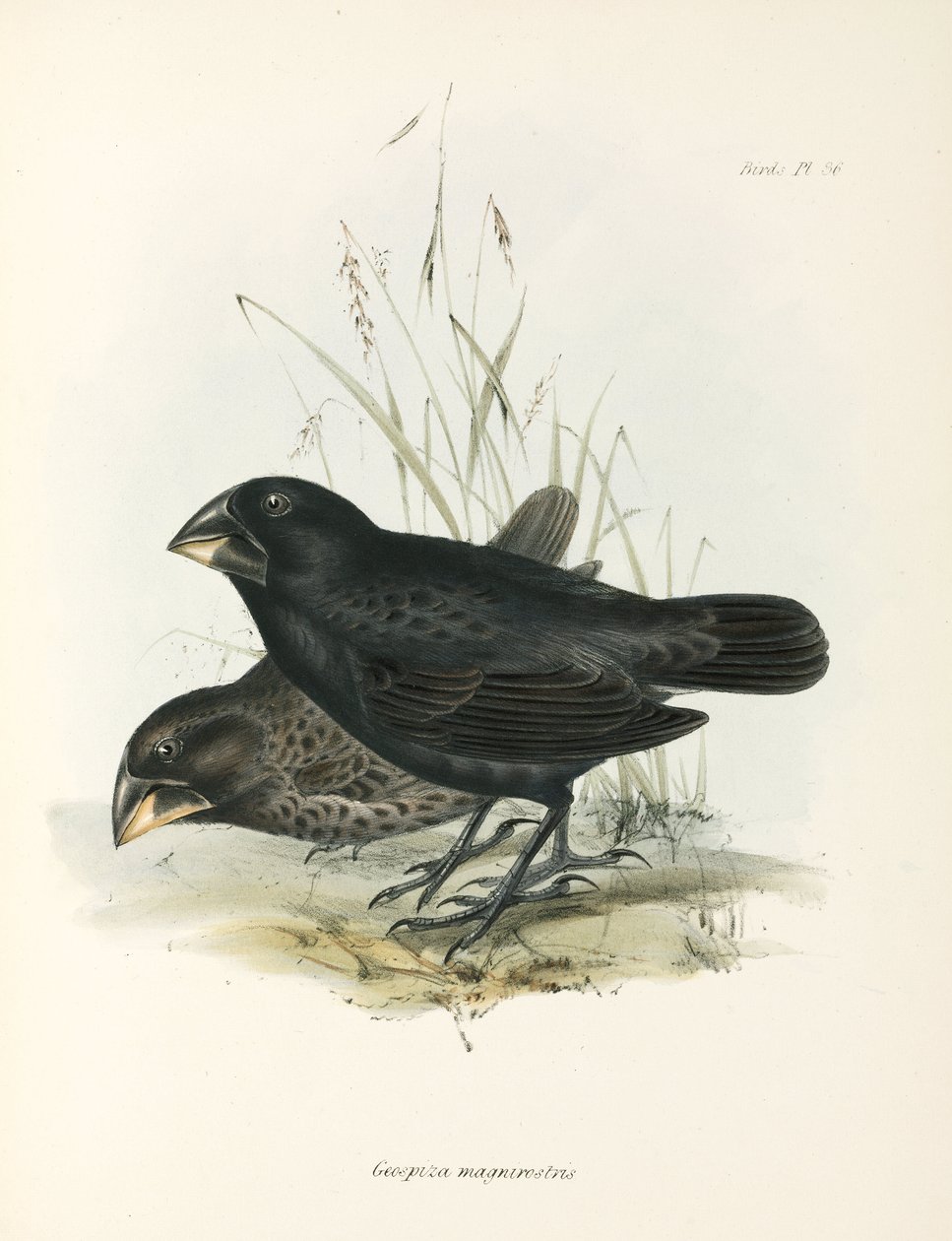 Pari suuria peippoja, Galapagossaaret, n. 1832-1836 tekijältä Unbekannt