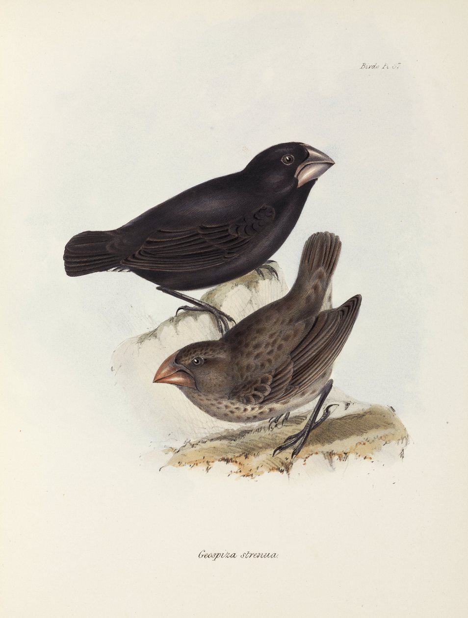 Peippopari, Galapagossaaret, n. 1832-1836 tekijältä Unbekannt
