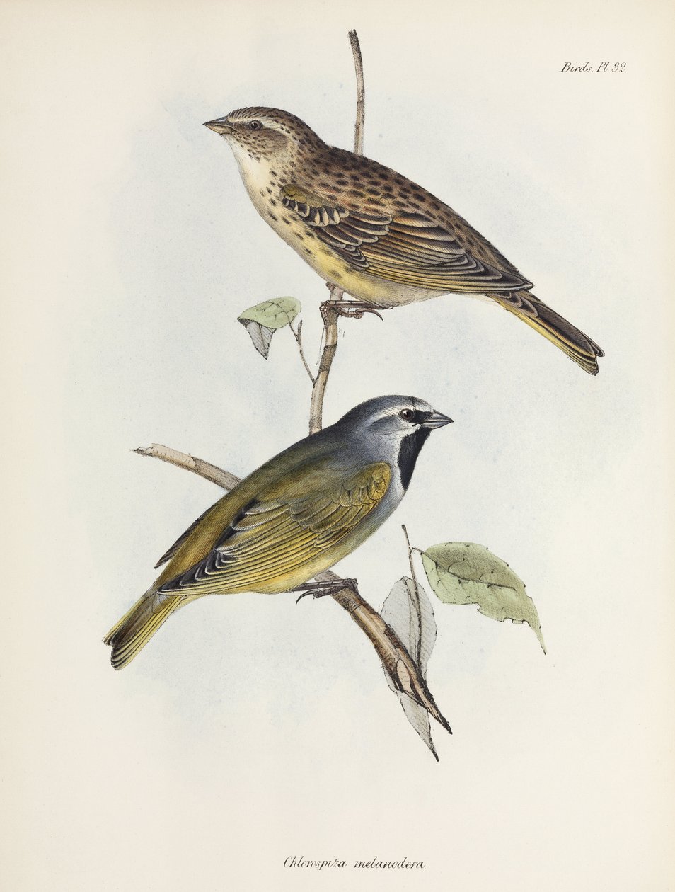 Varpus- tai peippopari, n. 1832-1836 tekijältä Unbekannt