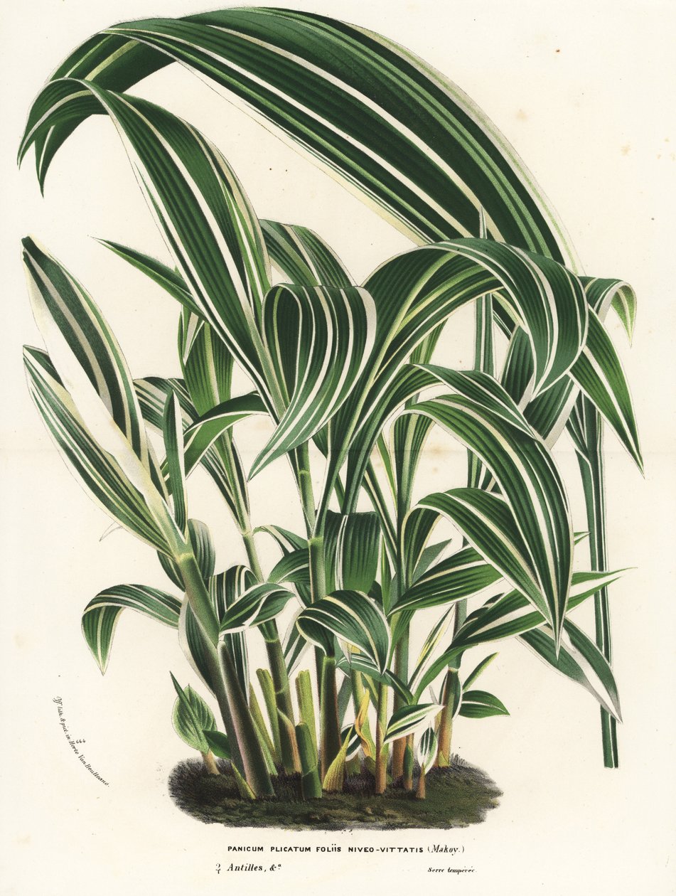 Palmunurmikka, Setaria palmifolia (Panicum plicatum foliis level-vittatis). Käsin väritetty litografia Louis van Houtten ja Charles Lemairen teoksesta Flowers of the Gardens and Hothouses of Europe, Flore des Serres et des Jardins de l