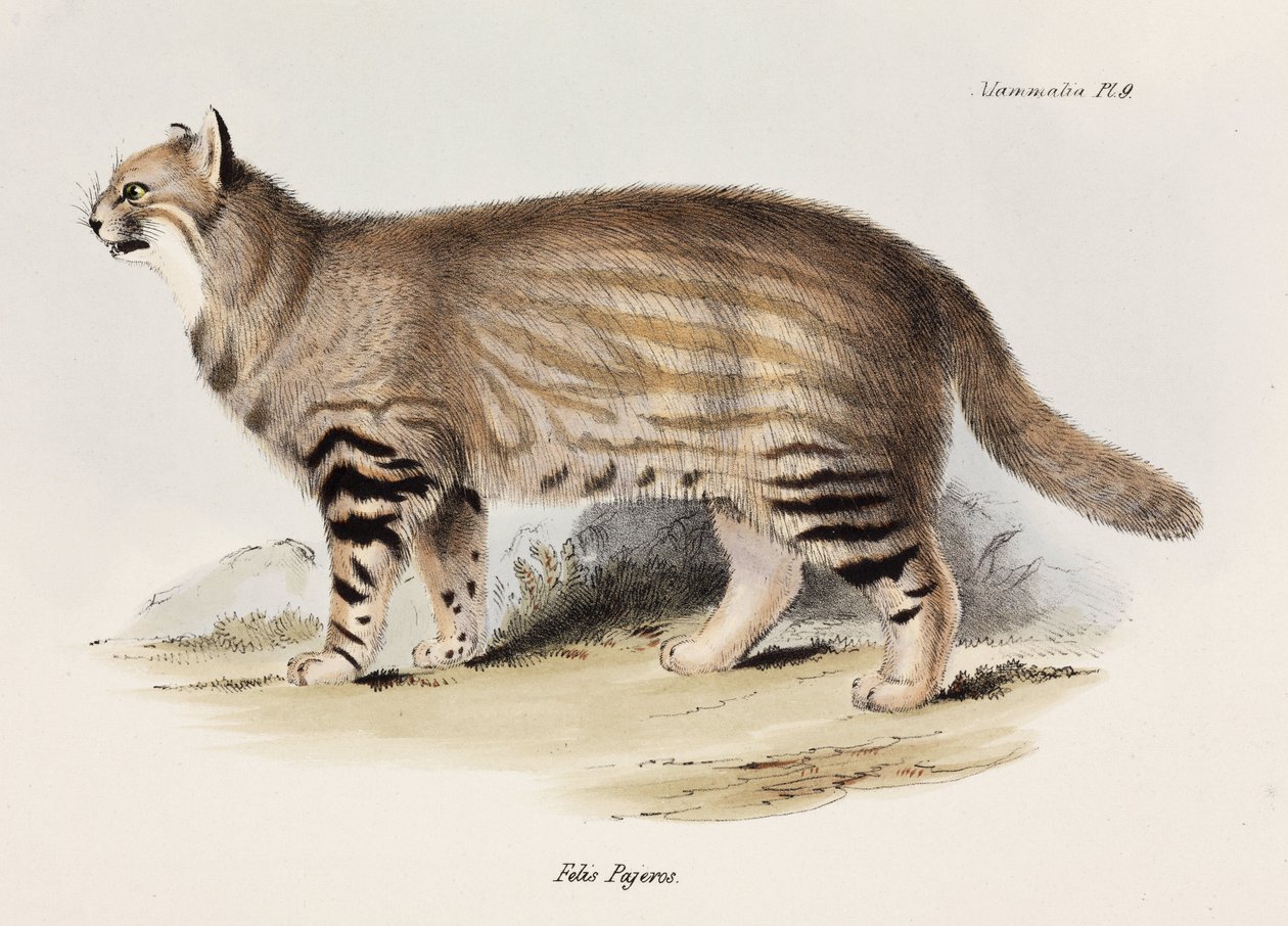 Pampas-kissa, Etelä-Amerikka, n. 1832-1836 tekijältä Unbekannt