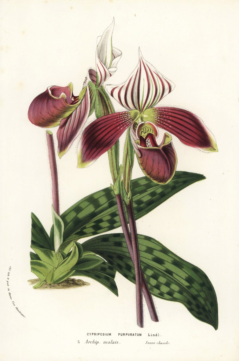 Paphiopedilum purpurpuratum -orkidea (Cypripedium purpuratum). Käsin väritetty litografia Louis van Houtten ja Charles Lemairen teoksesta Flowers of the Gardens and Hothouses of Europe, Flore des Serres et des Jardins de l