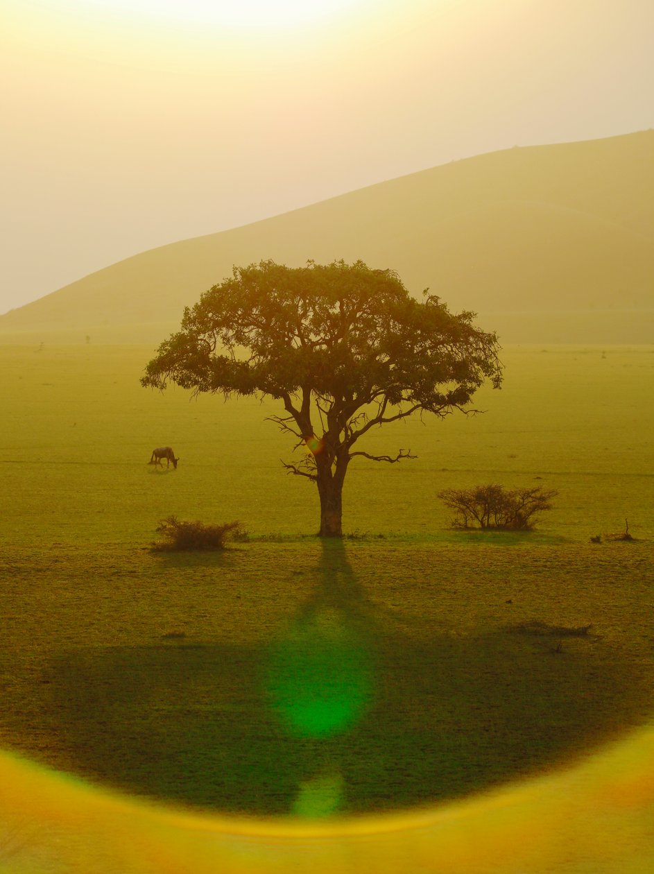 Paratiisi sateen jälkeen, Chyulu Hills, 2018 (valokuva) tekijältä Unbekannter Künstler