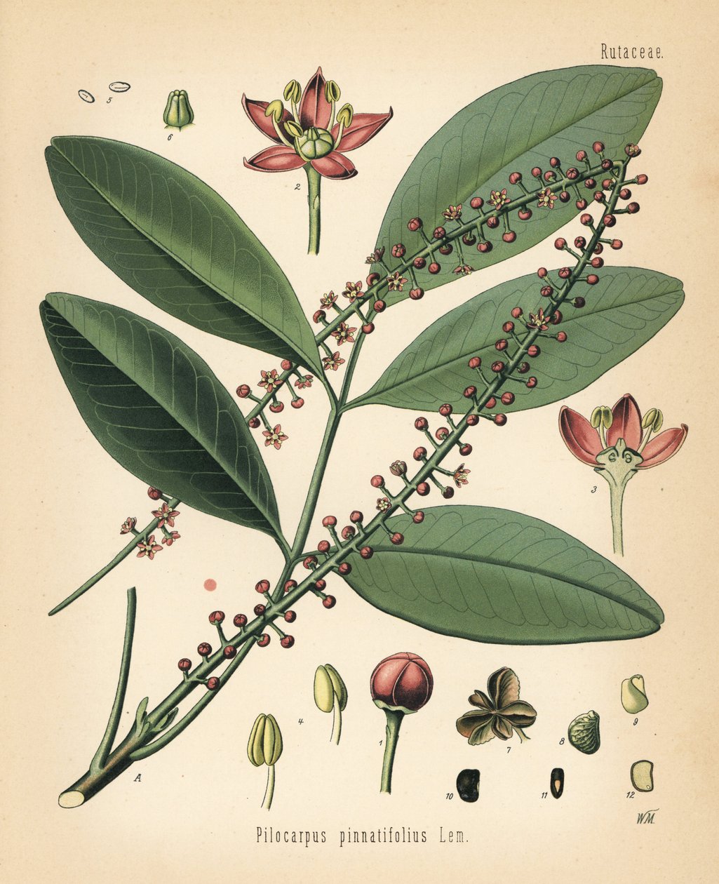 Paraguay jaborandi, Pilocarpus pennatifolius. Kromolitografia Walther Mullerin kasvitieteellisen kuvituksen mukaan, Hermann Adolph Koehler
