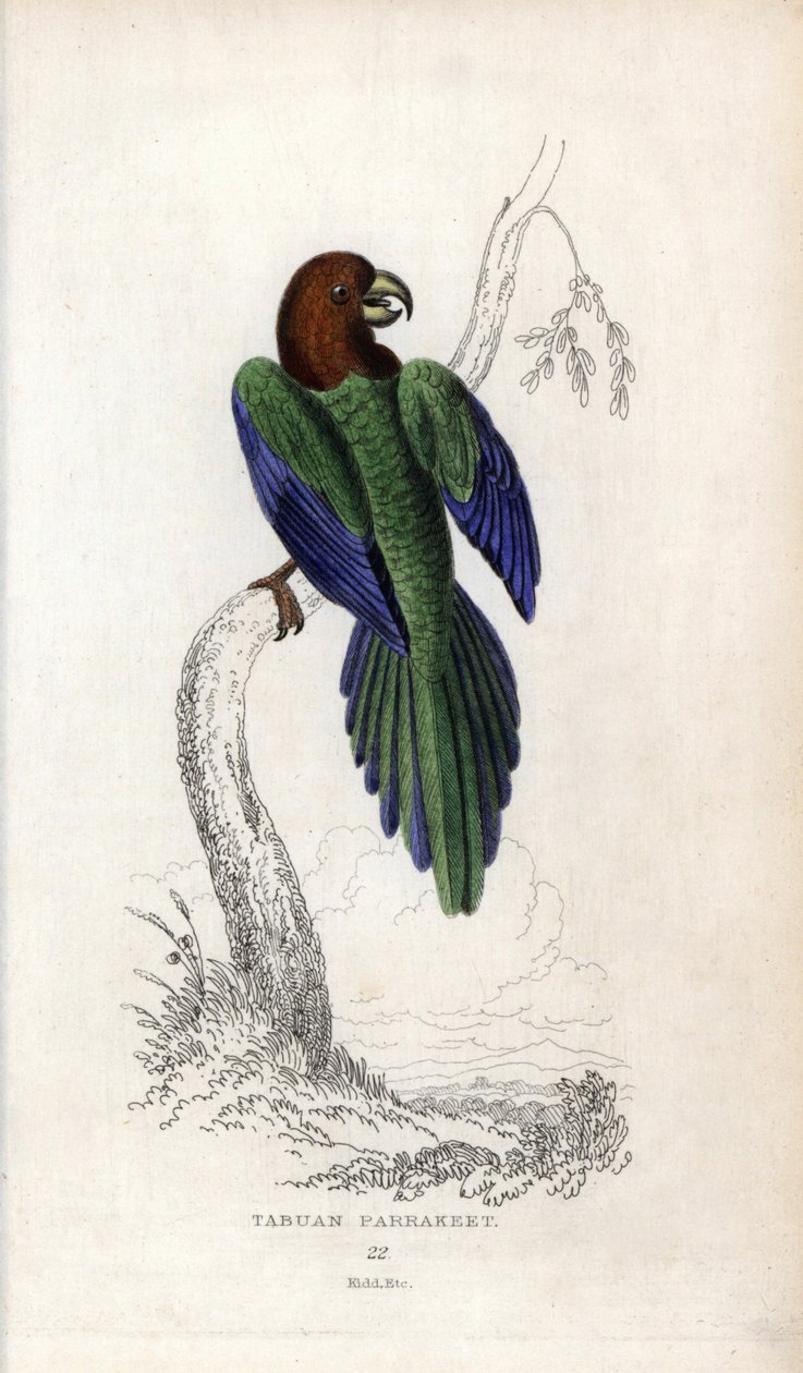 Parakeet pumpadour, Prosopeia tabuensis. Psittacus tabuensis. Joseph Kiddin litografia, joka perustuu John Audubonin piirrokseen, teoksessa Miscellany of Natural History: Papukaijat, Sir Thomas DiK Lauder ja kapteeni Thomas Brown, julkaistu Edinburghissa,  tekijältä Unbekannter Künstler