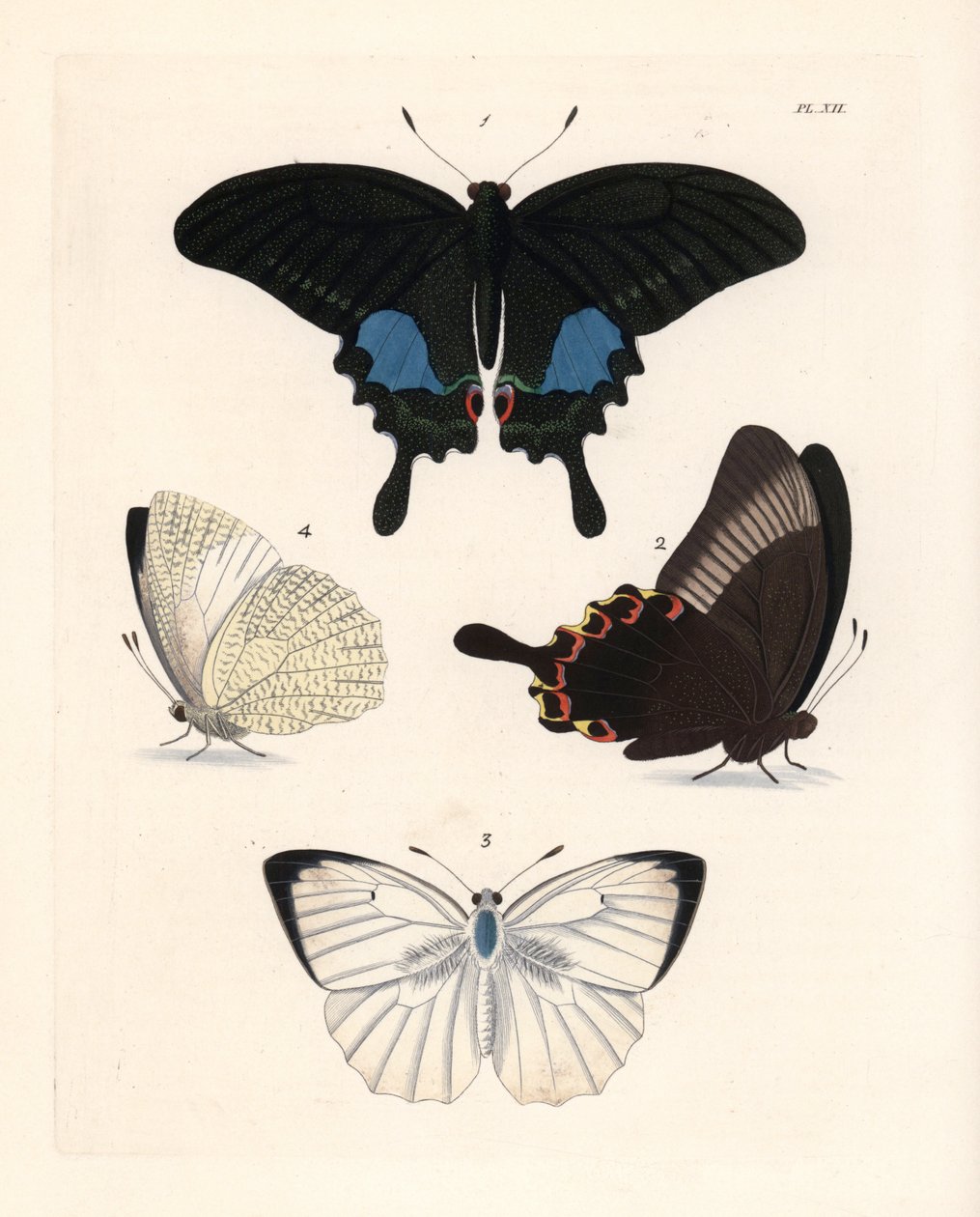 Pariisin riikinkukkoperhonen, Papilio paris 1,2, ja kirjava emigrantti, Catopsilia pyranthe 3.4. Käsin väritetty litografia John O. Westwoodin uudesta painoksesta Dru Druryn teoksesta "Illustrations of Exotic Entomology", Bohn, Lontoo. tekijältä Unbekannter Künstler