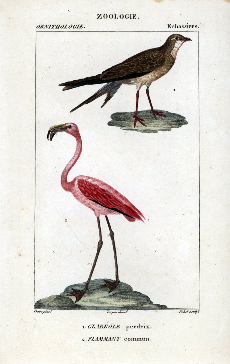Partridge ja vaaleanpunaiset flamingot - kauluslintu, Glareola pratincola, ja iso flamingo, Phoenicopterus roseus. Käsin värjätty kuparipiirroskaiverrus Dumont de Sainte-Croix