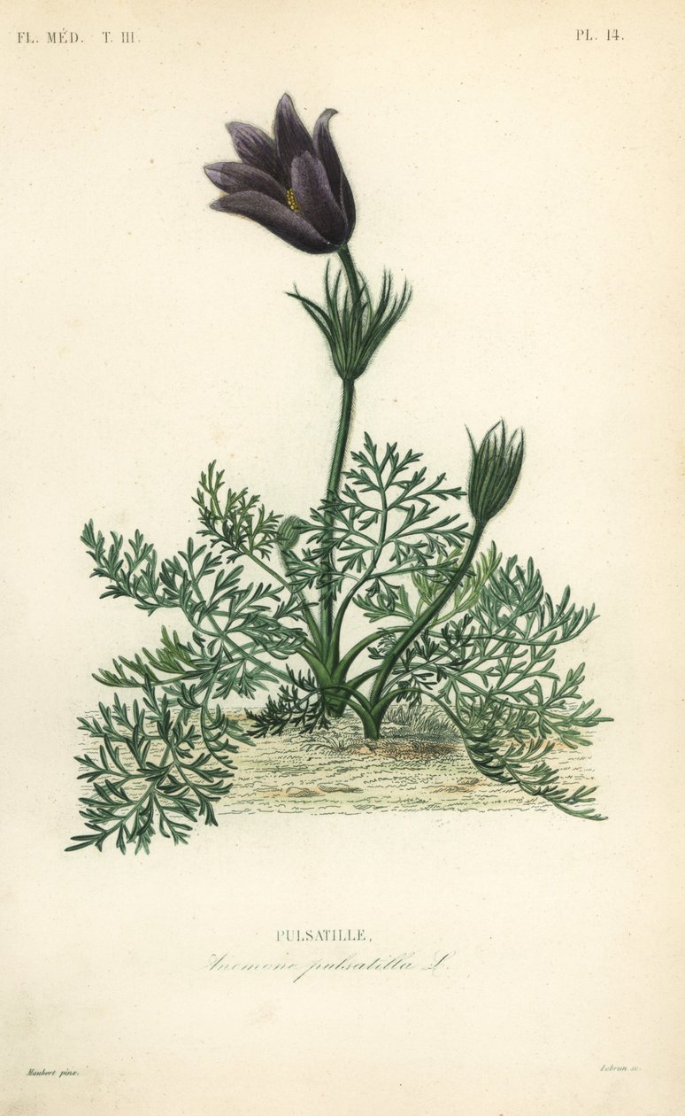 Pasqueflower tai tanskalainen veri, Anemone pulsatilla, Pulsatille tekijältä Unbekannt