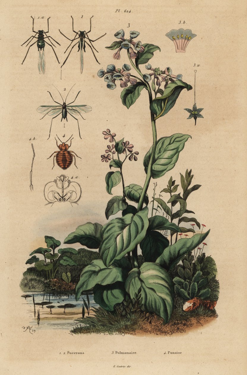 Persikkakirva, Myzus persicae 1, ruusukirva, Macrosiphum rose 2, Virginia bluebells, Mertensia pulmonarioides 3 ja lutika, Cimex lectularius 4 tekijältä Unbekannt