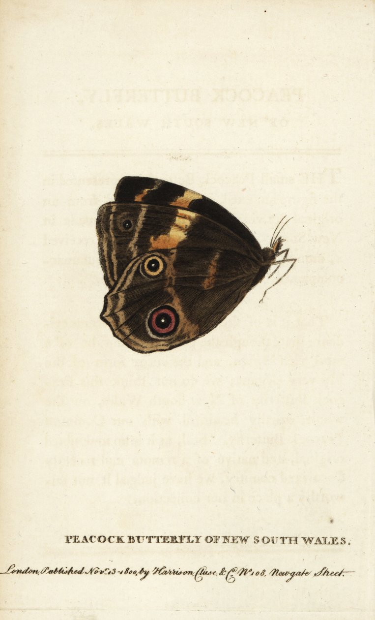 Uuden Etelä-Walesin riikinkukkoperhonen. Käsinväritetty kuparikaiverrus lehdestä "The Naturalist