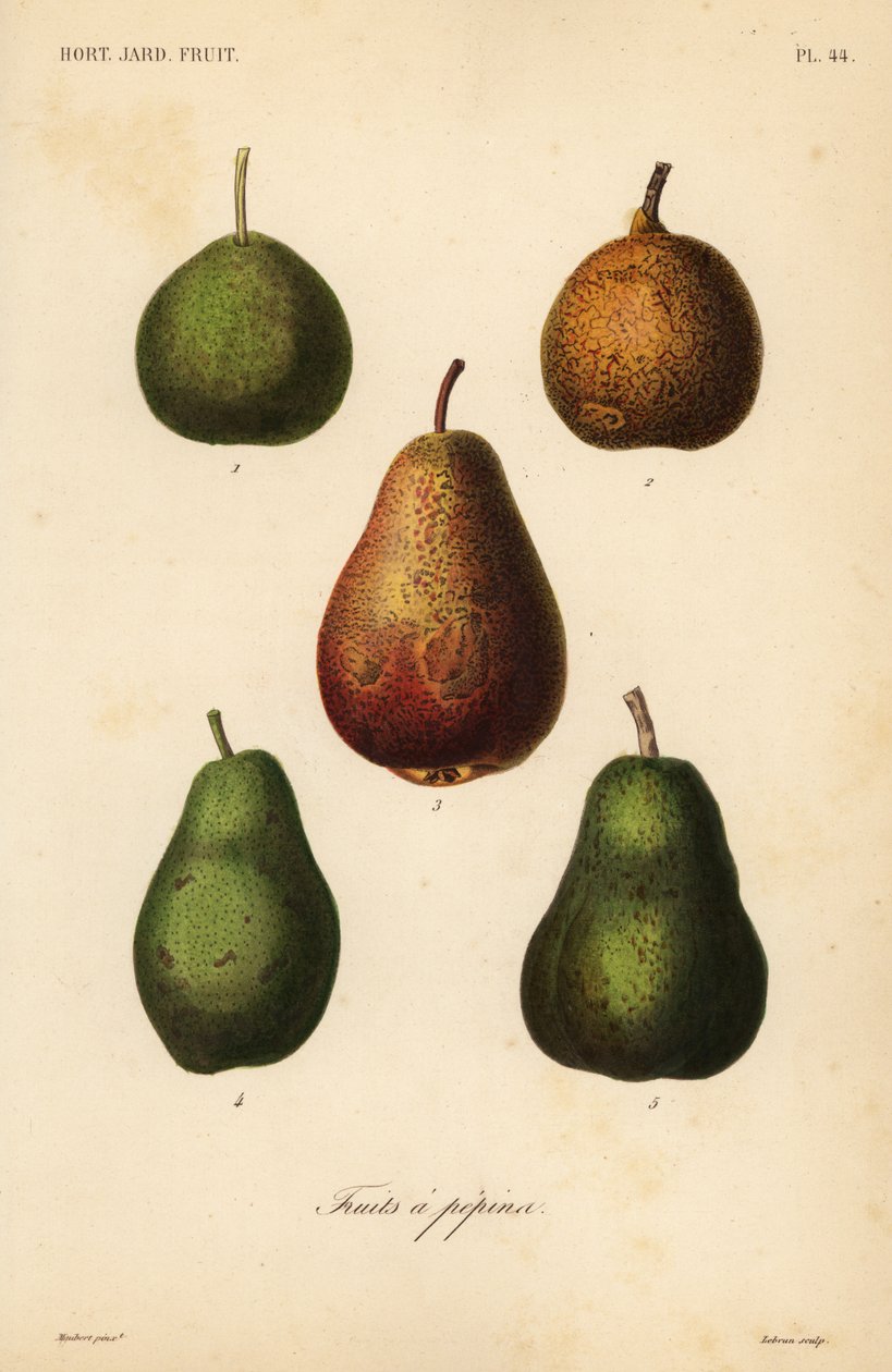 Muutama lajike, Pyrus communis tekijältä Unbekannt